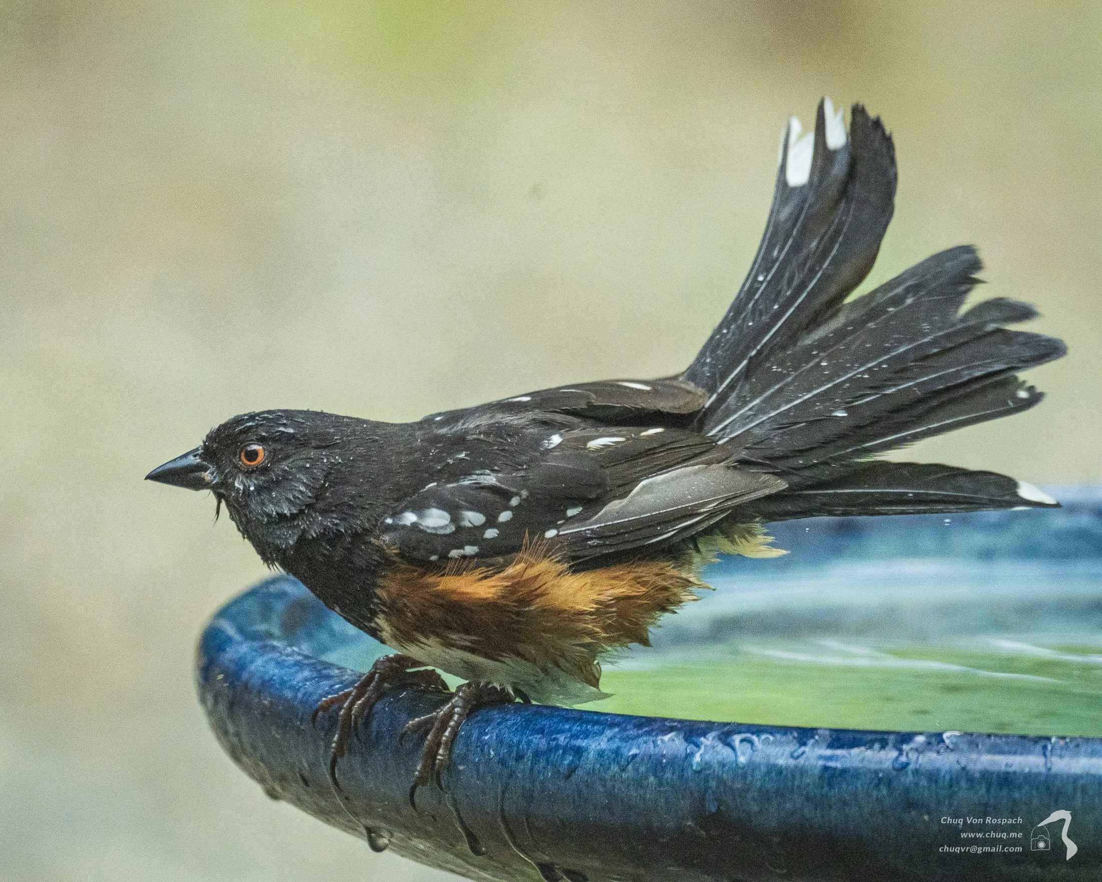 Spotted Towhee