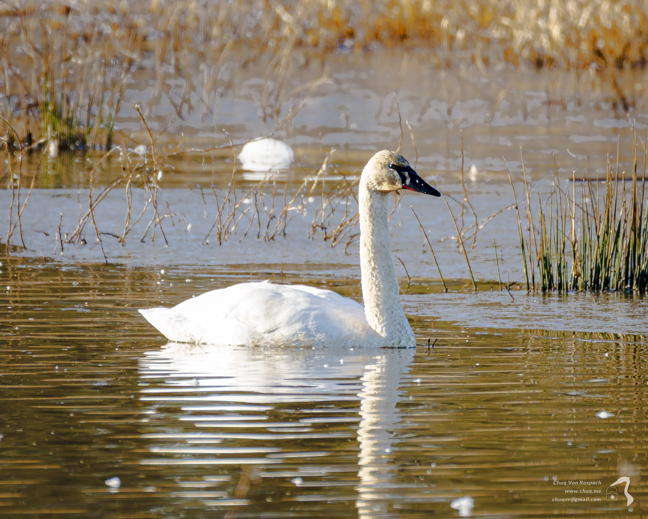 Tundra Swan, Ridgefield NWR