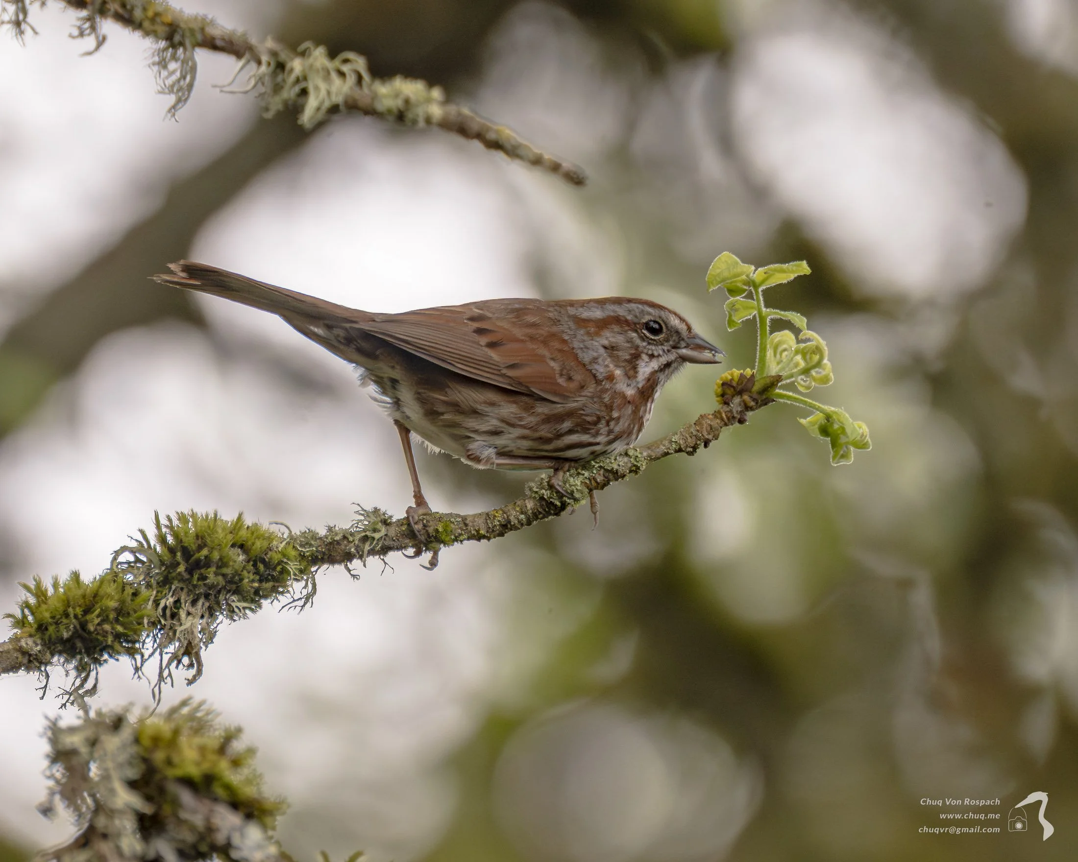 Song Sparrow, Ridgefield NWR
