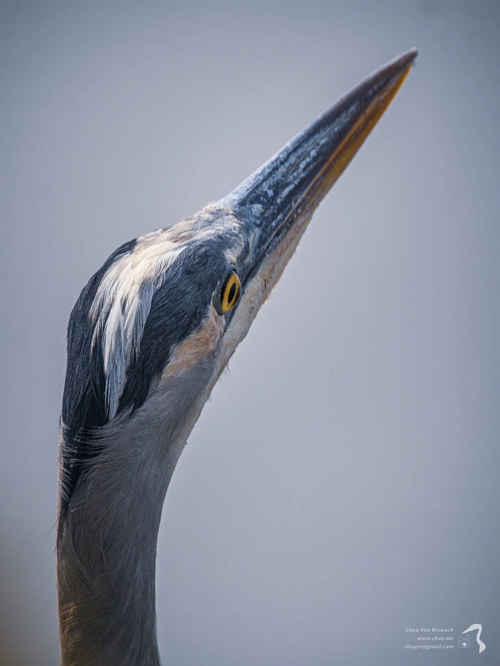 Great Blue Heron