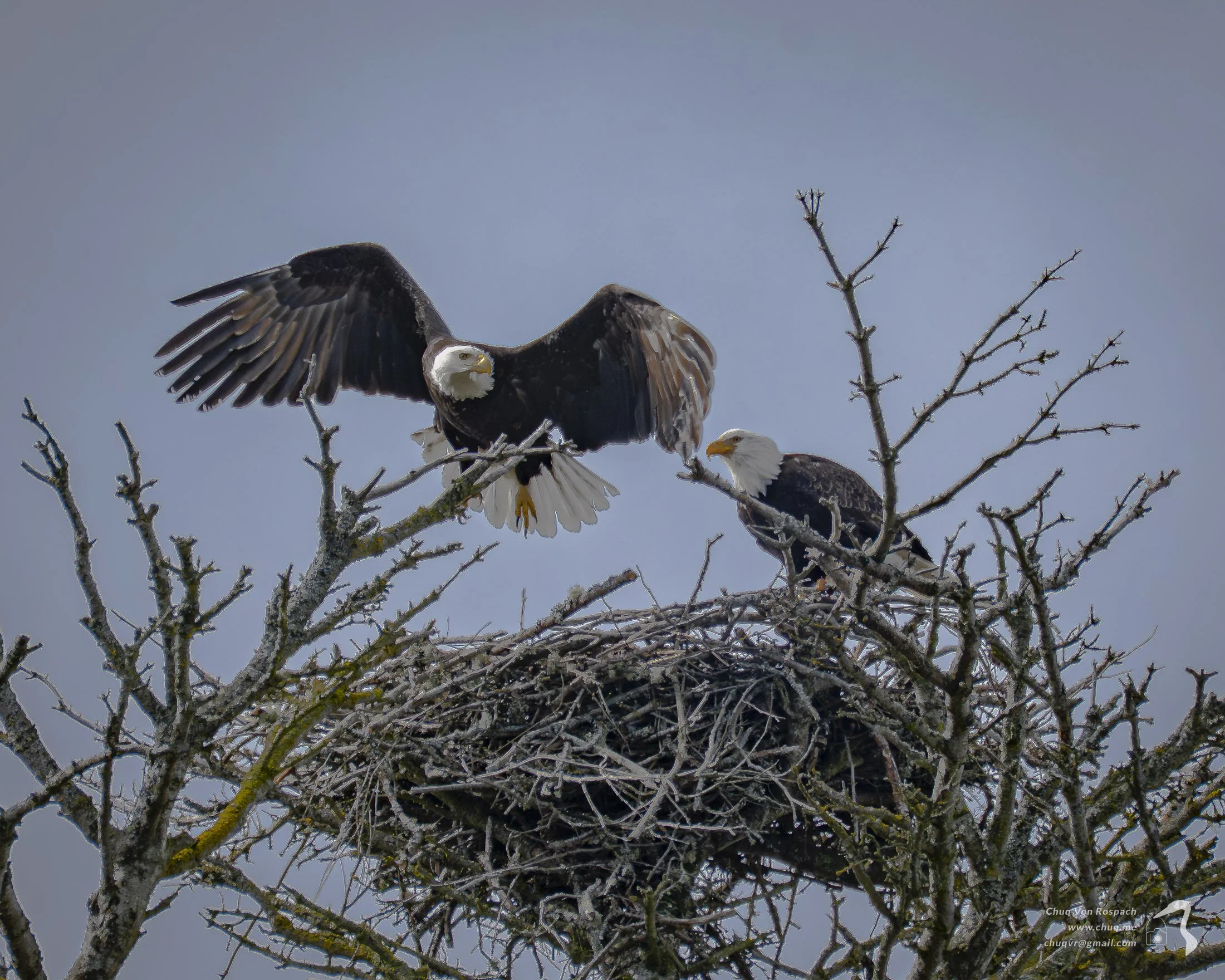 Bald Eagles on the nest