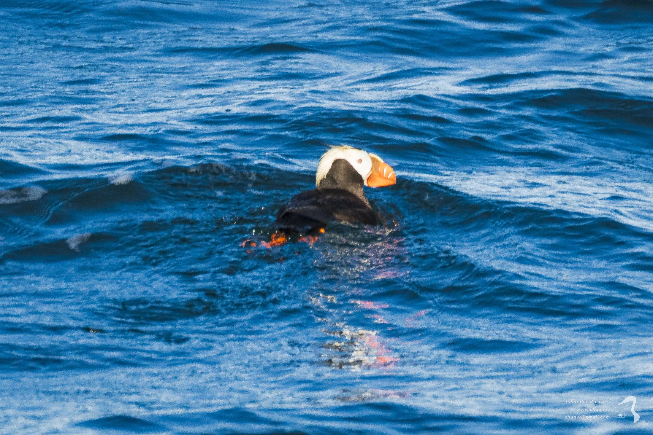 Tufted Puffin, Smith Island, Washington