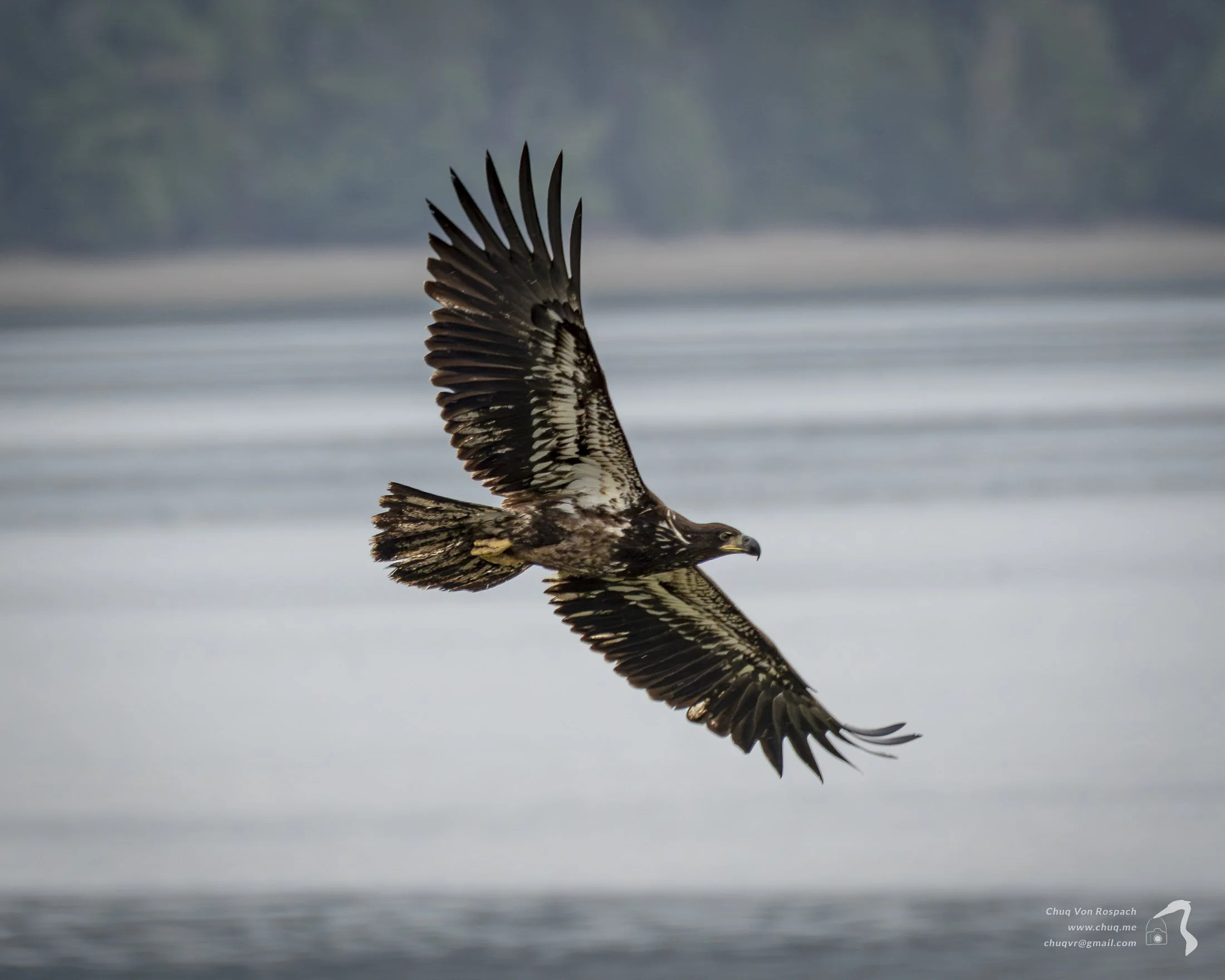 Bald Eagle, Seabeck, Washington