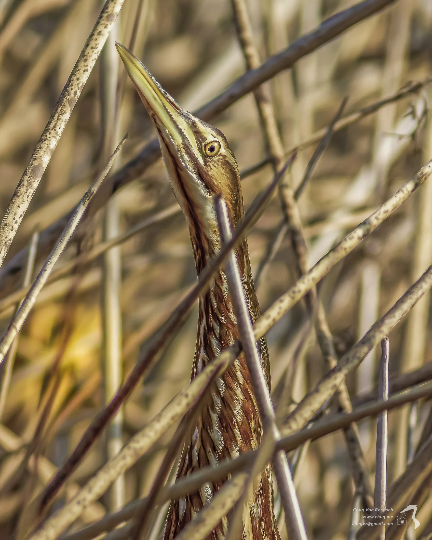 American Bittern