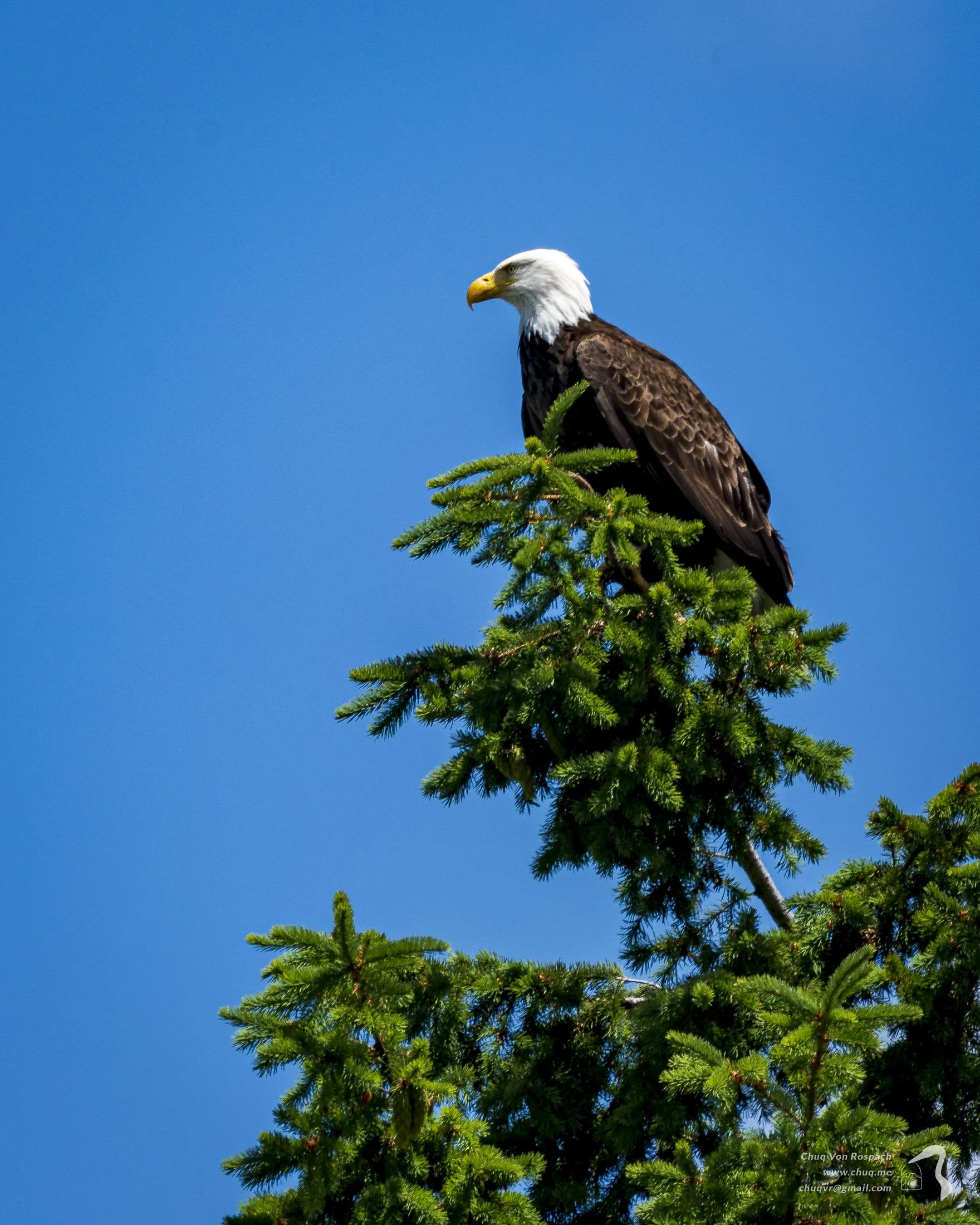 Bald Eagle, Seabeck, Washington