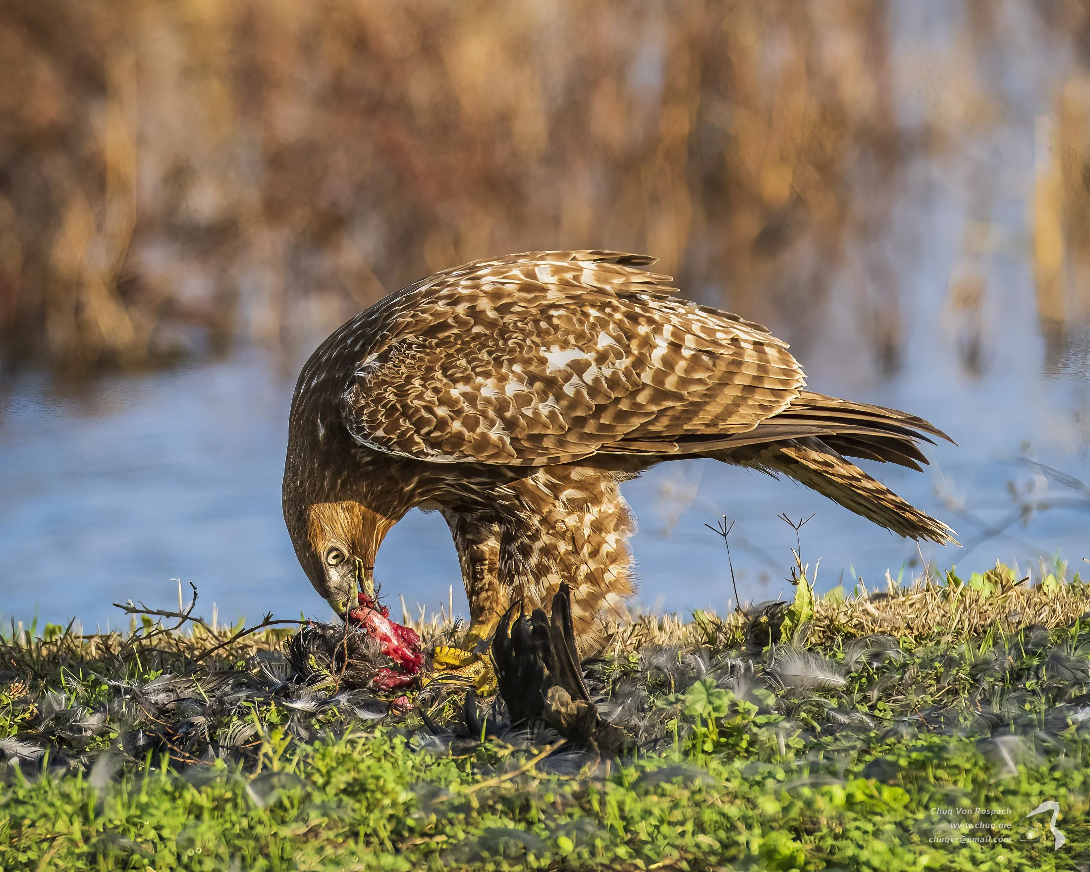 Red-tailed Hawk with lunch
