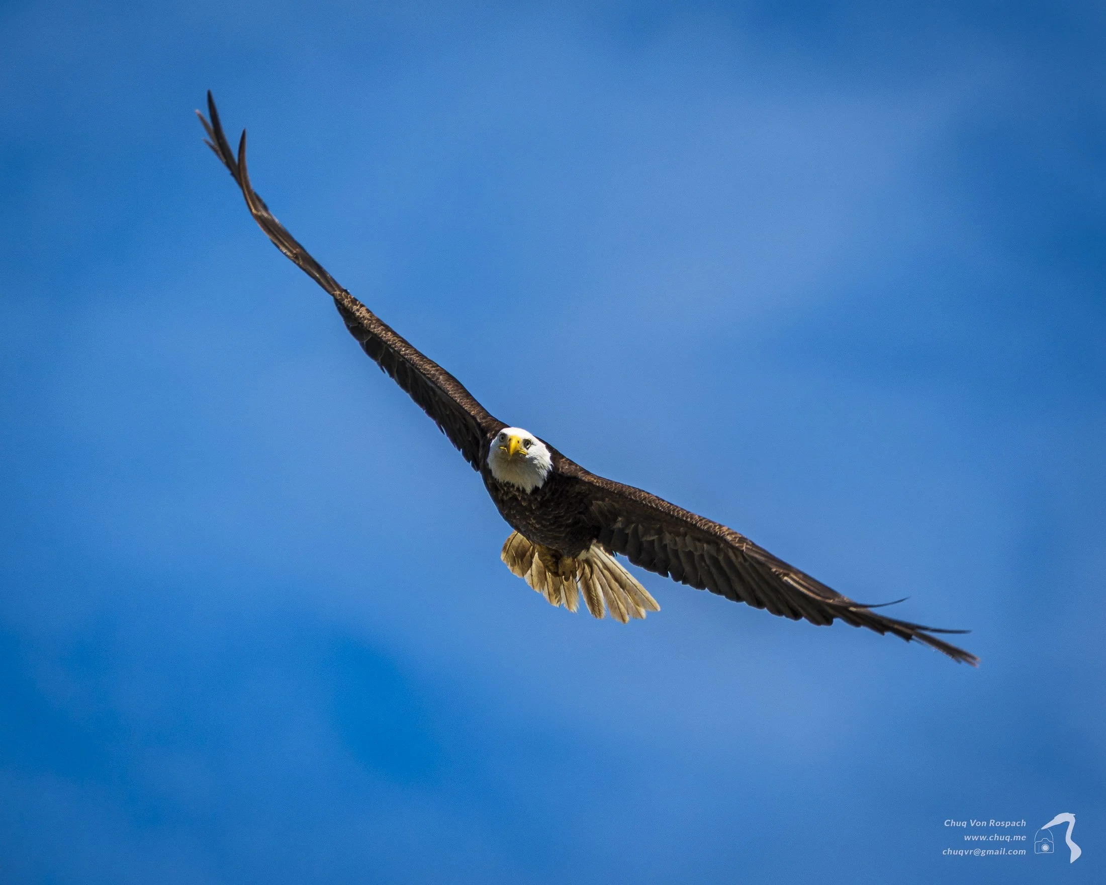 Bald Eagle