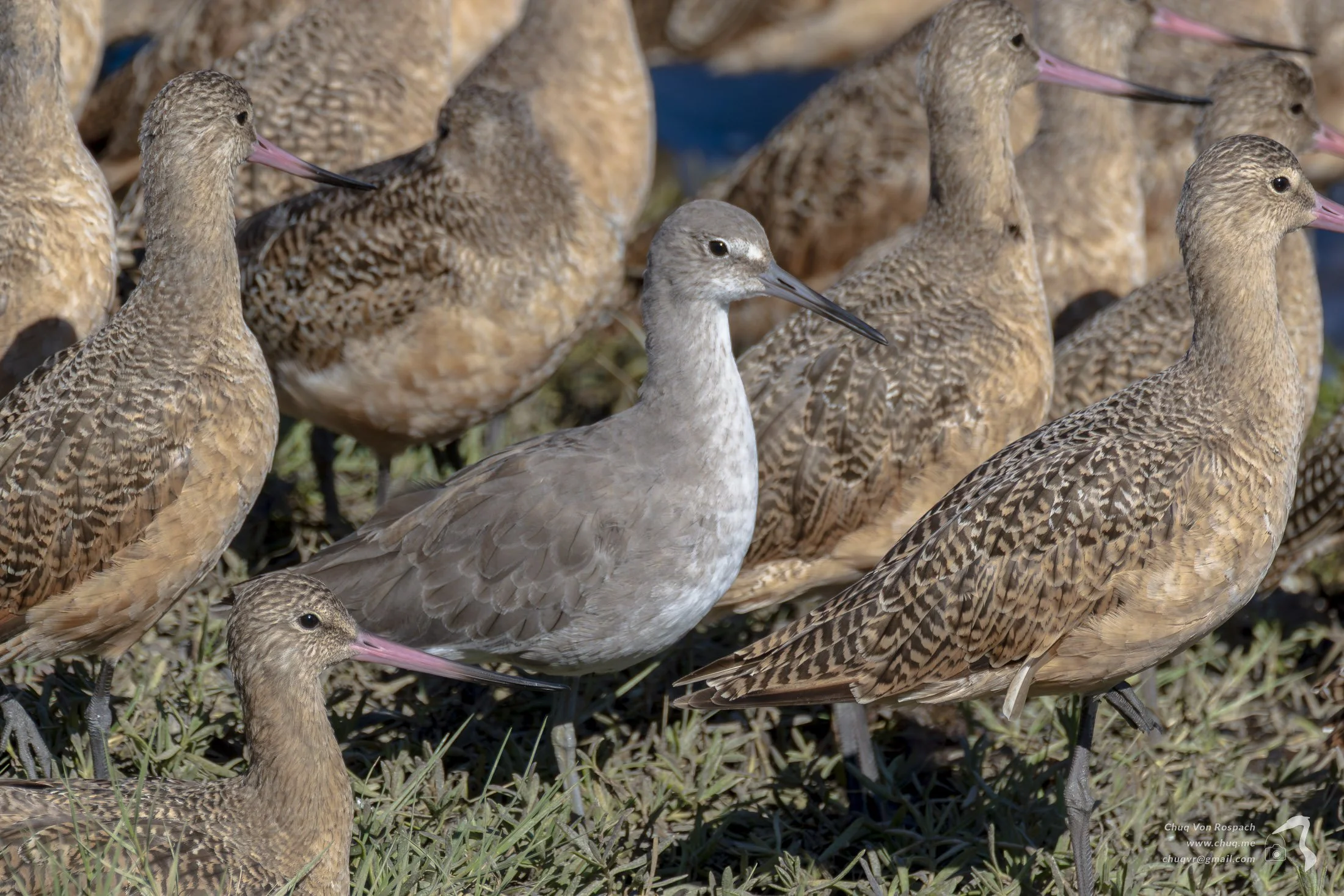 Bar-tailed Godwit, Tokeland Washington