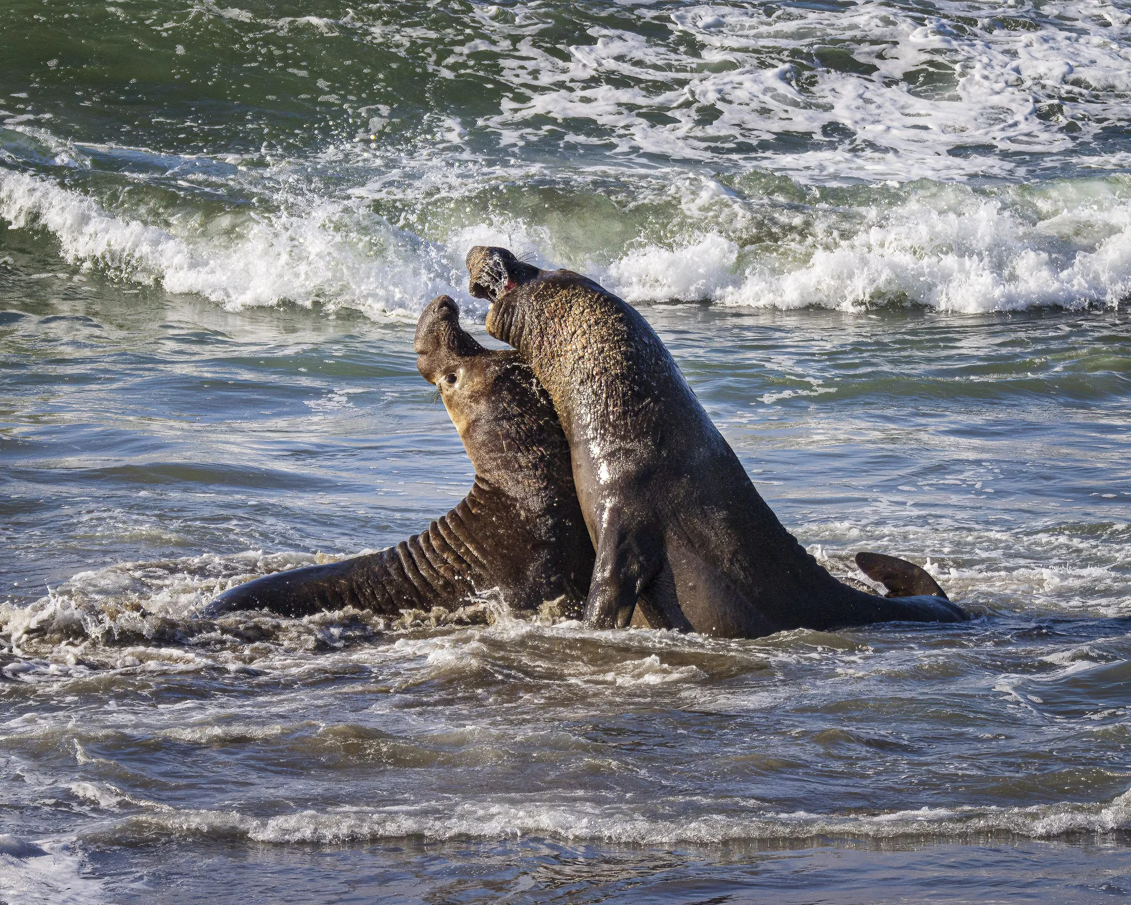 Elephant Seals of Piedras Blancas