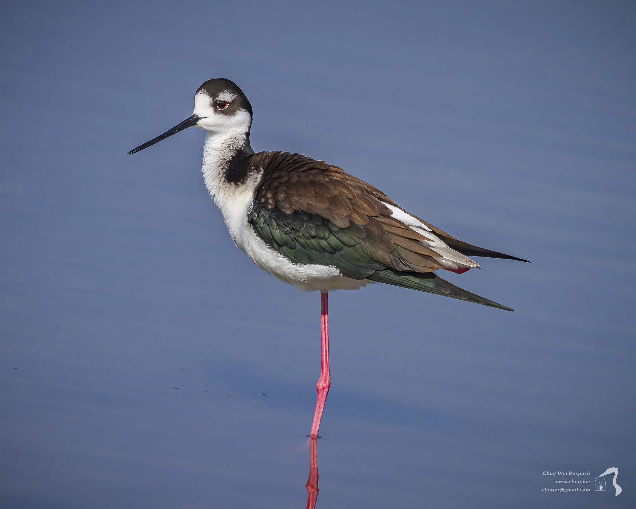 Black-necked Stilt