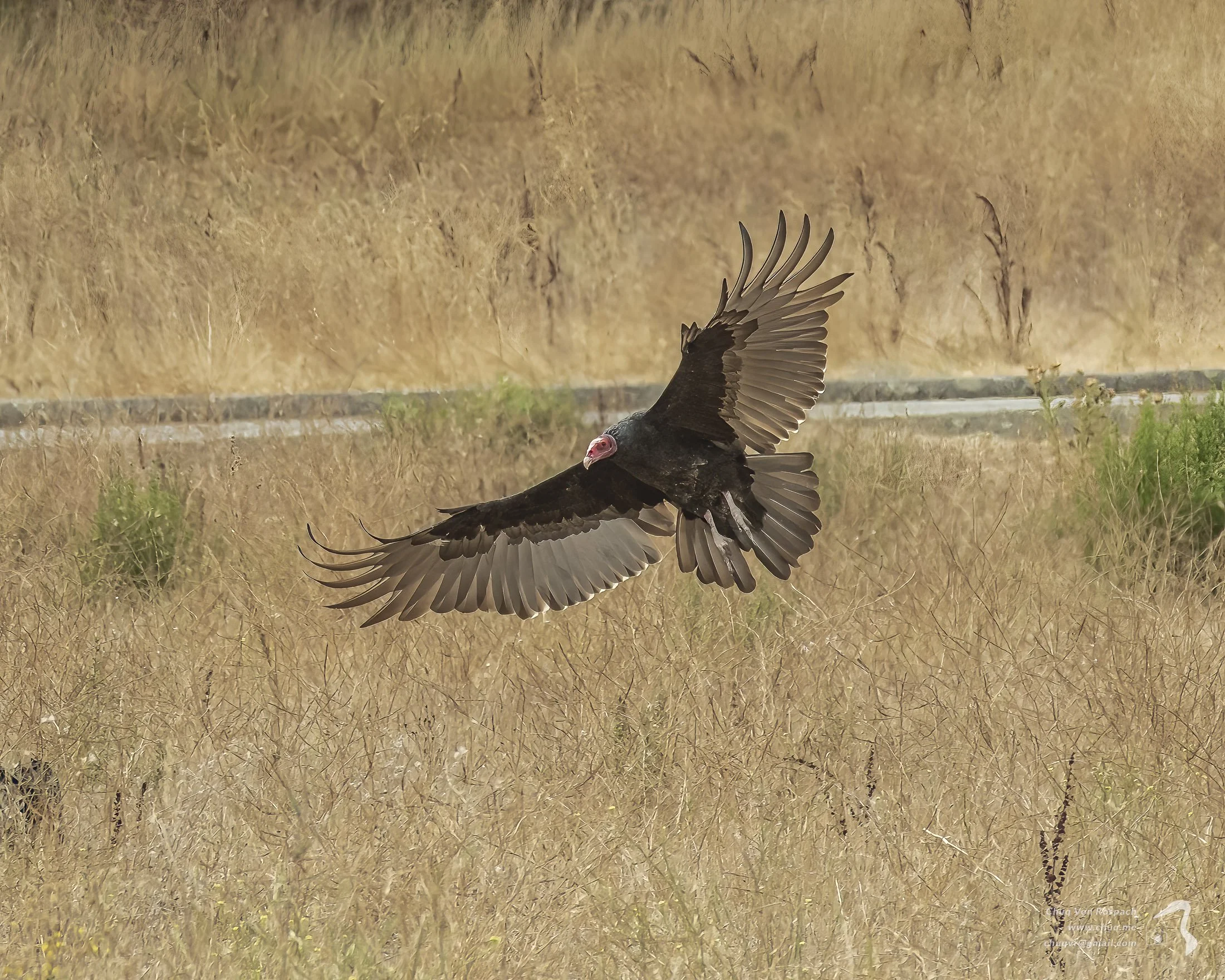 Turkey Vulture
