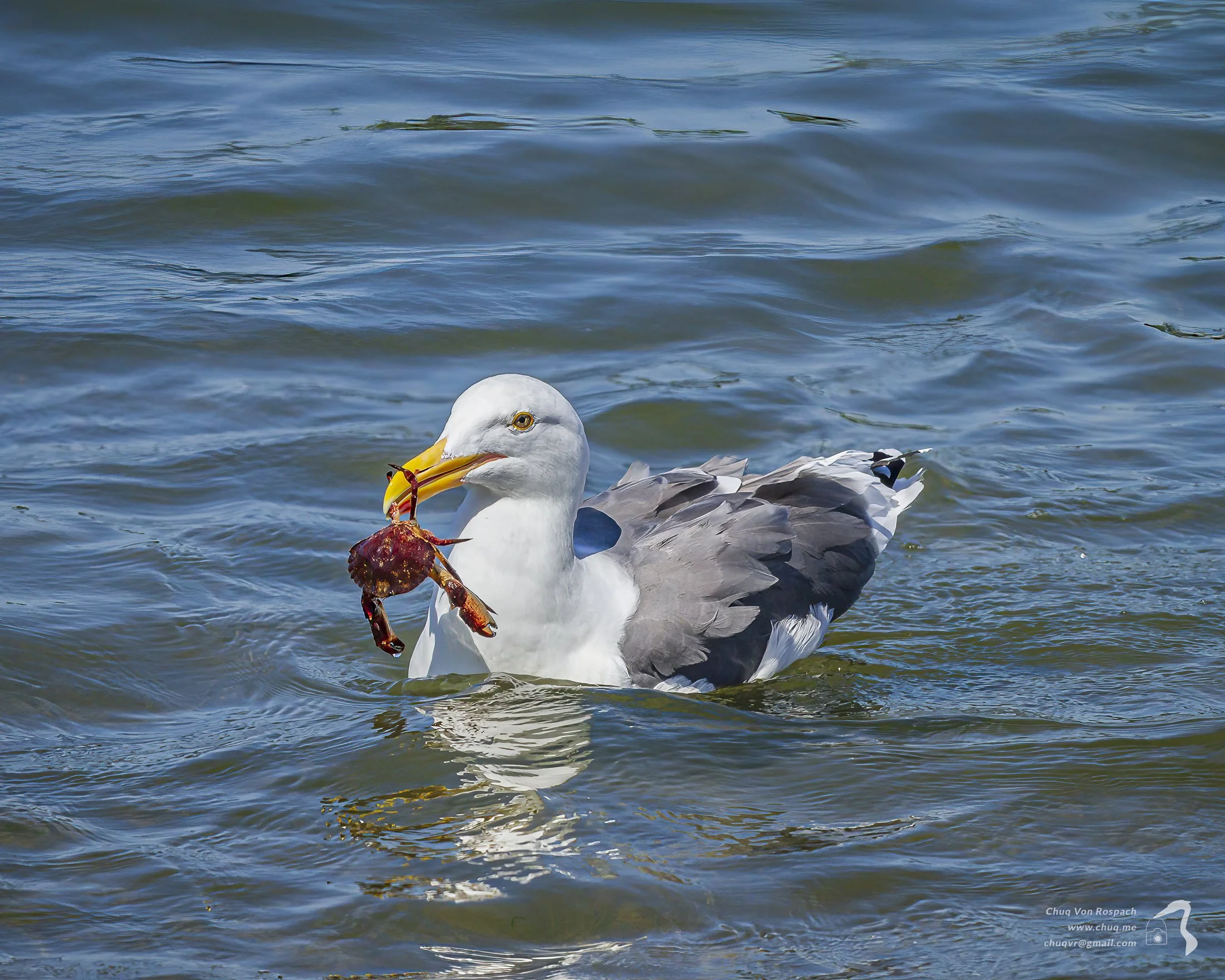 Western Gull with lunch