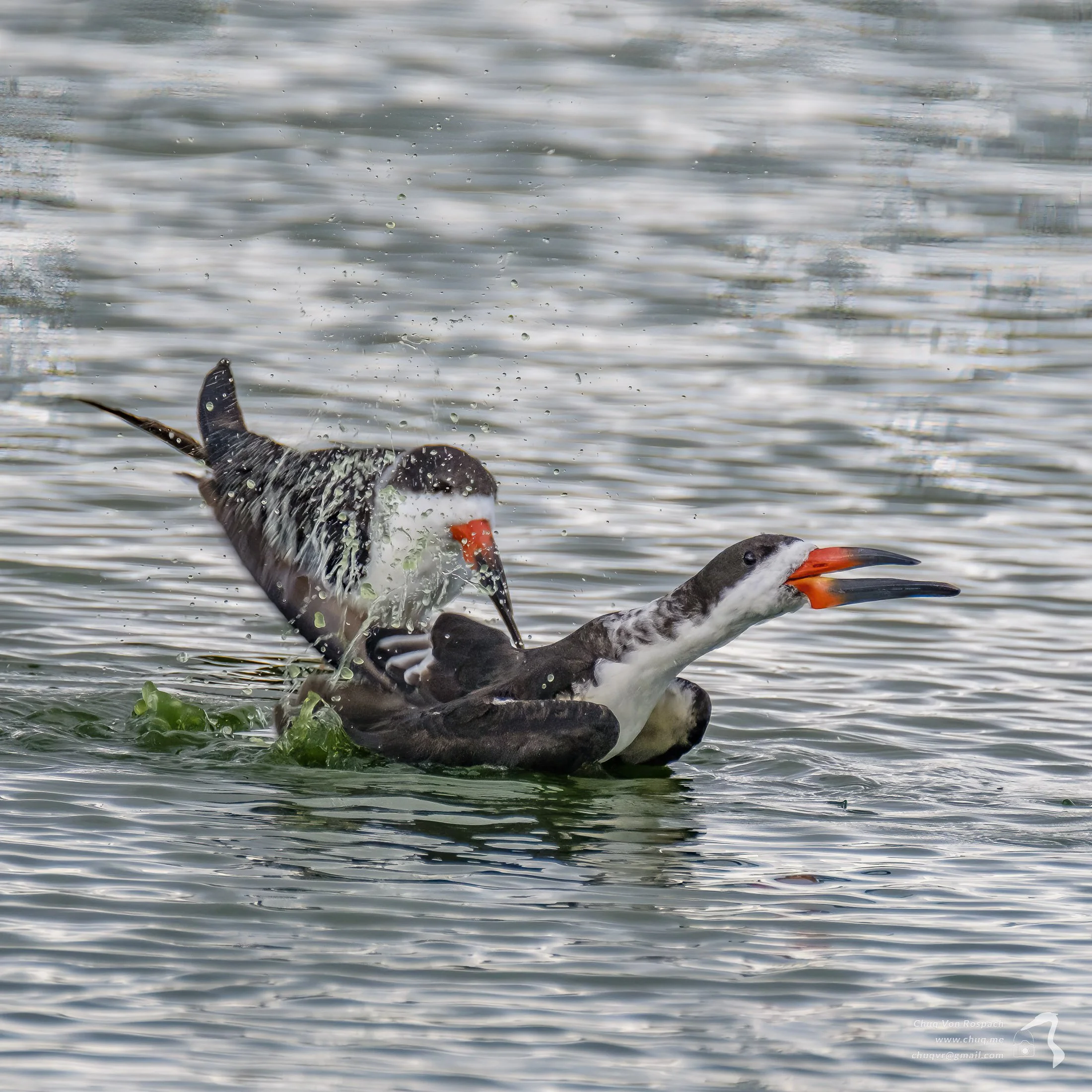 Black Skimmers Squabbling