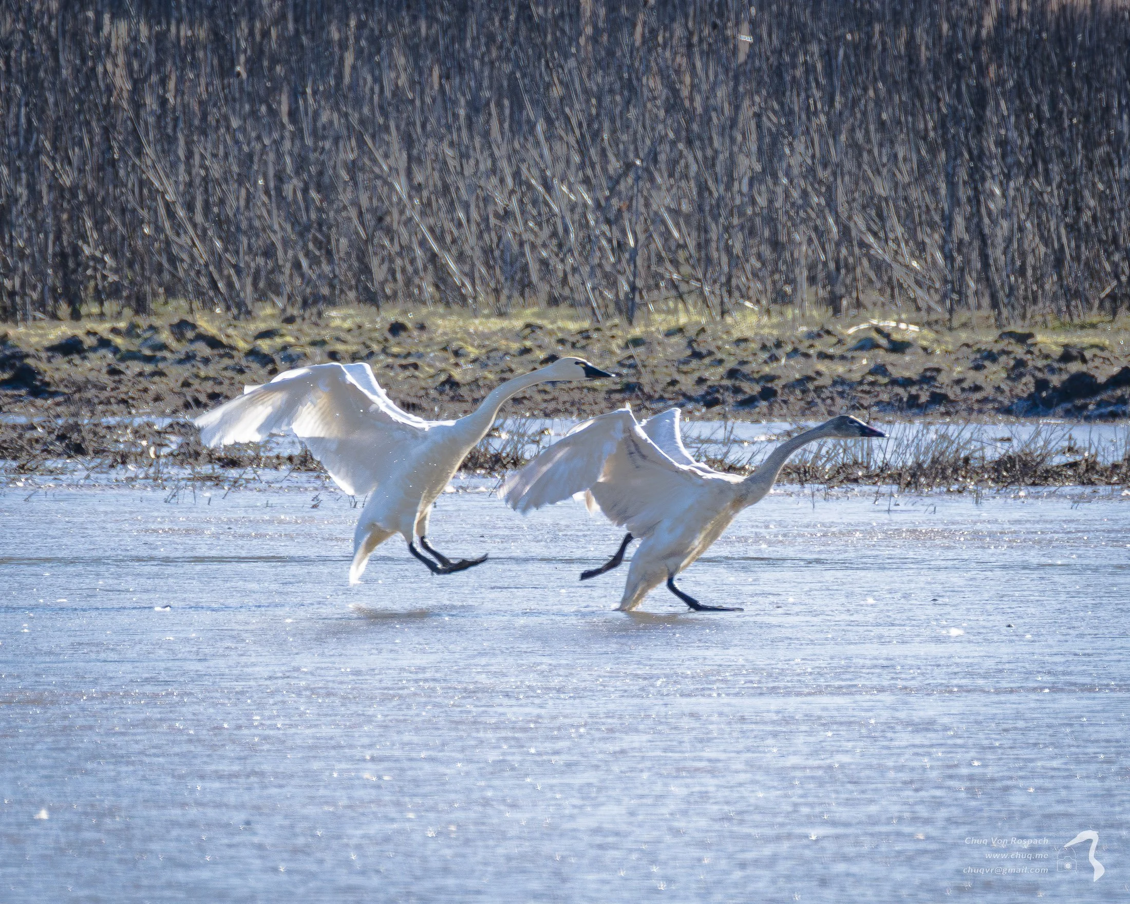 Trumpeter Swans Landing on Ice, Ridgefield NWR