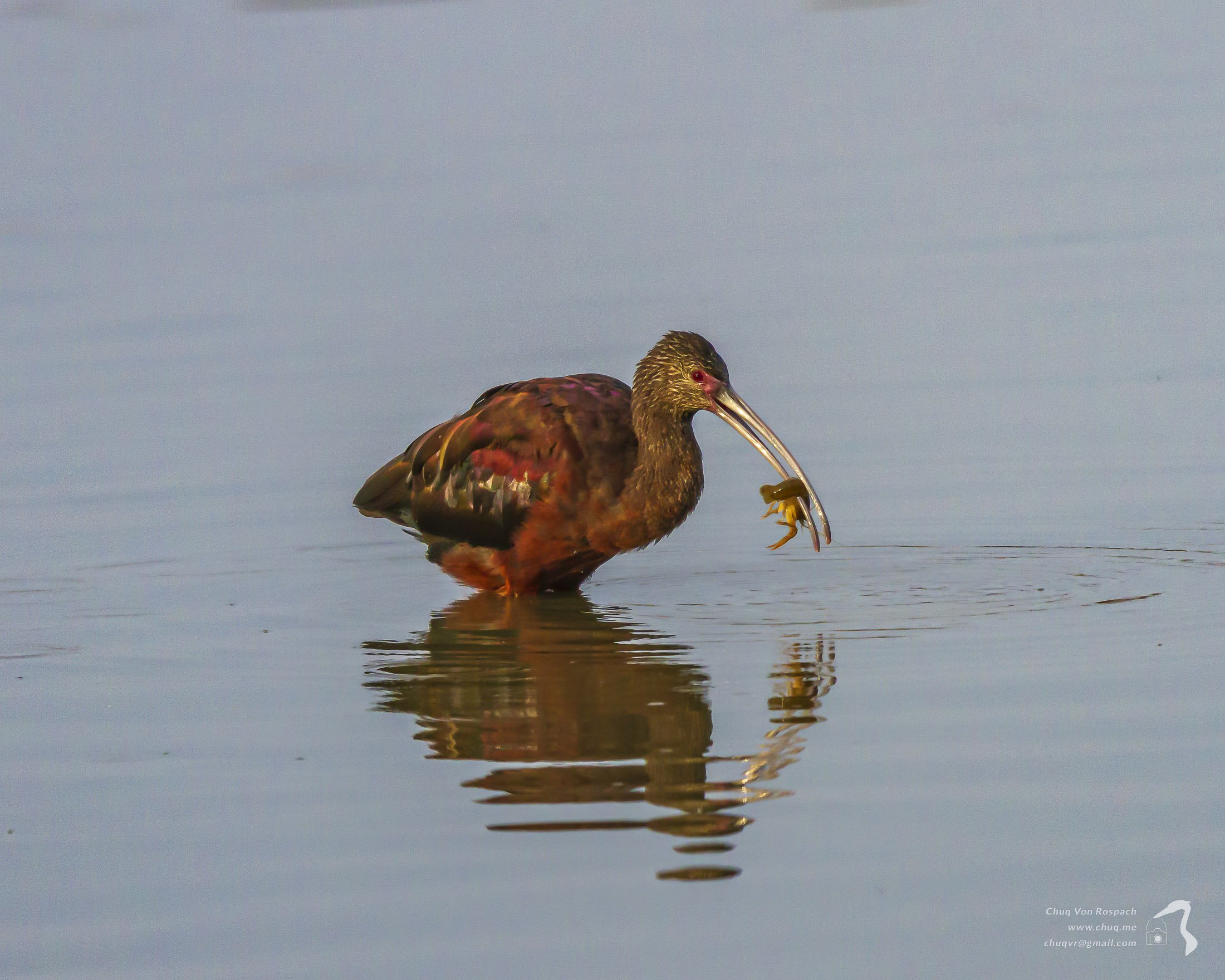 White-faced Ibis with lunch
