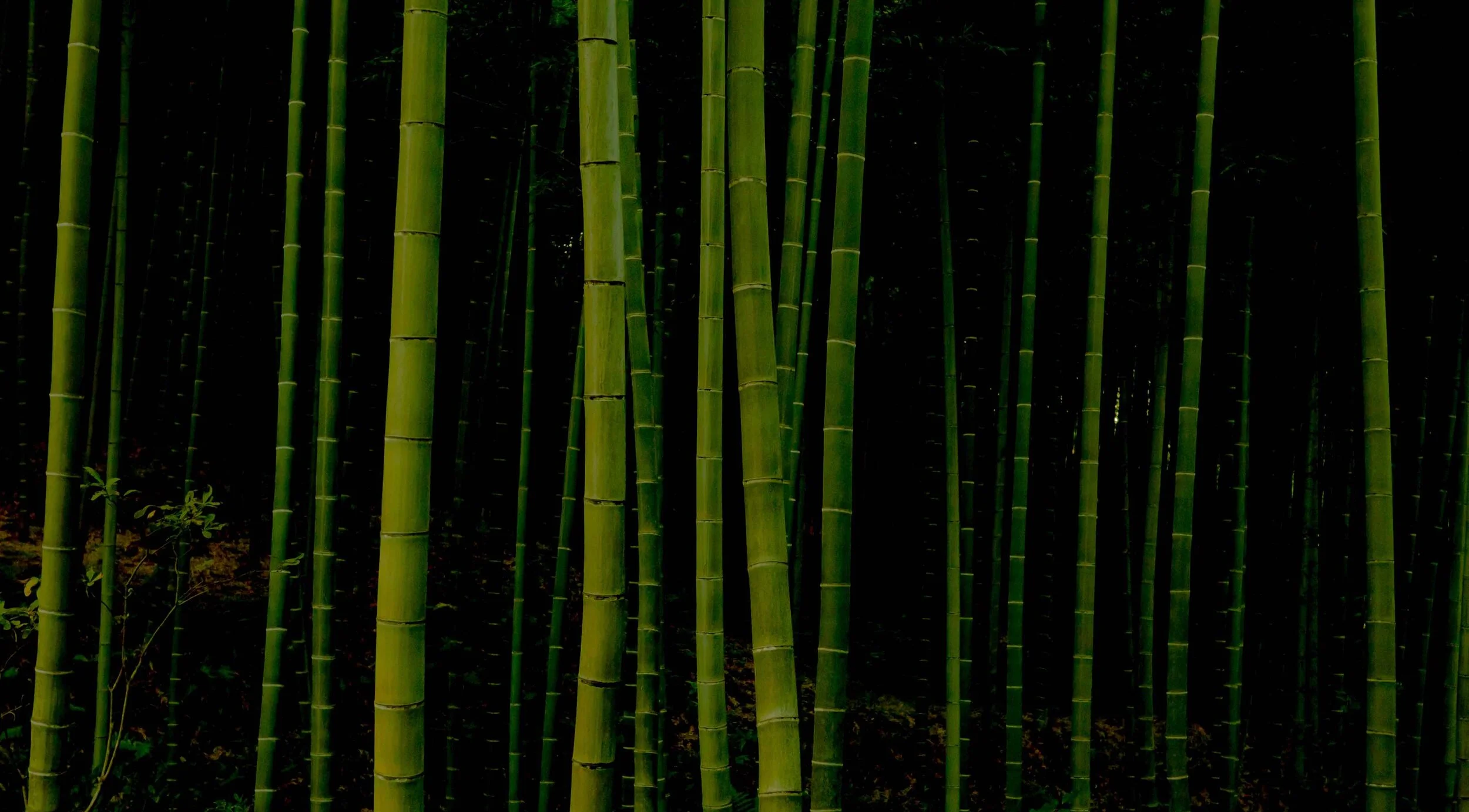 Bamboo.jpg