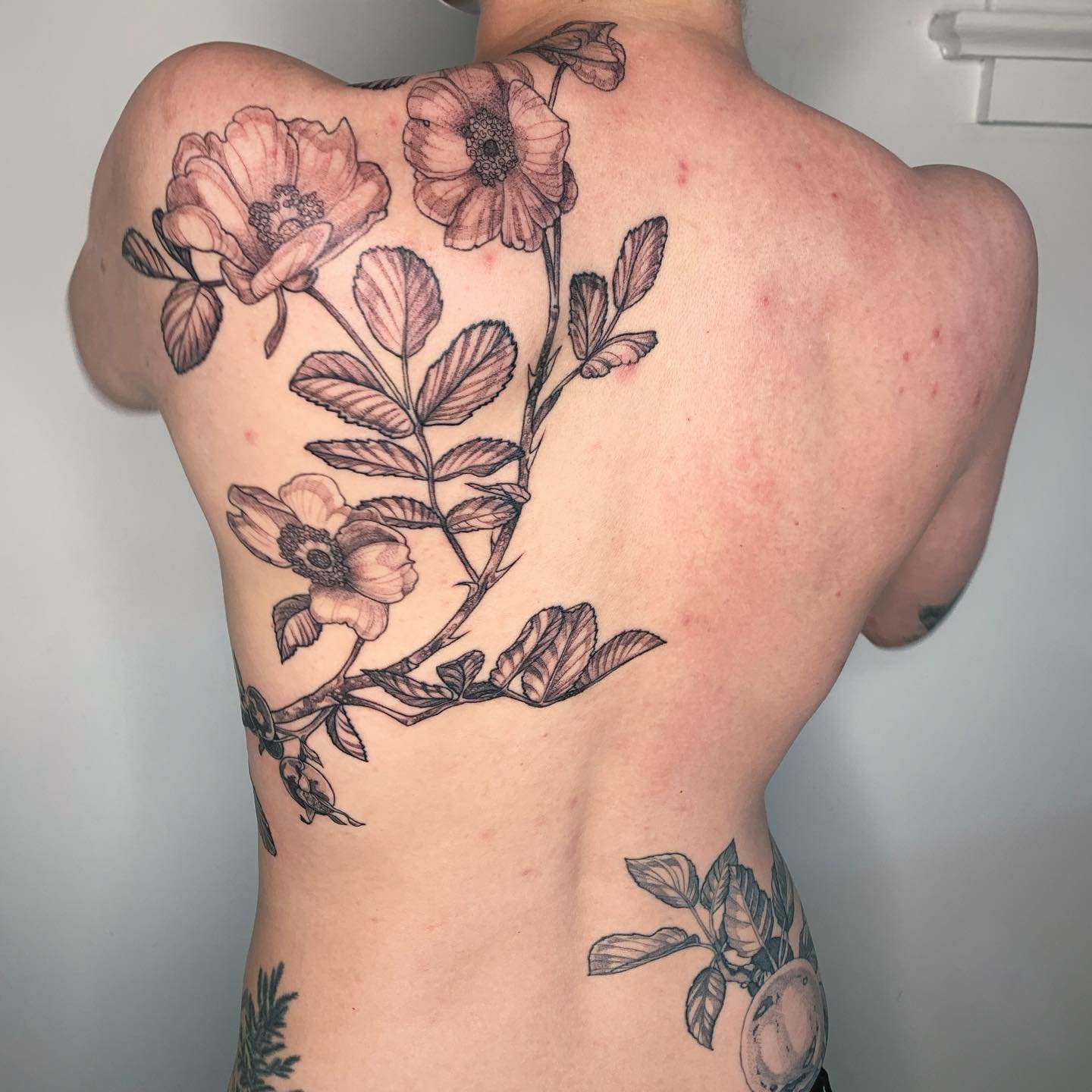 wrapping the body with Rosa
peak a healed apple branch on the opposing hip

#RoseTattoo #ShoulderTattoo #ContemporaryTattoo #ContemporaryTattooing #BotanicalTattoo #BotanicalTattoos #BotanicalTattooArtist #TattooInspo #tattooinspiration #YVRTattoo #Y