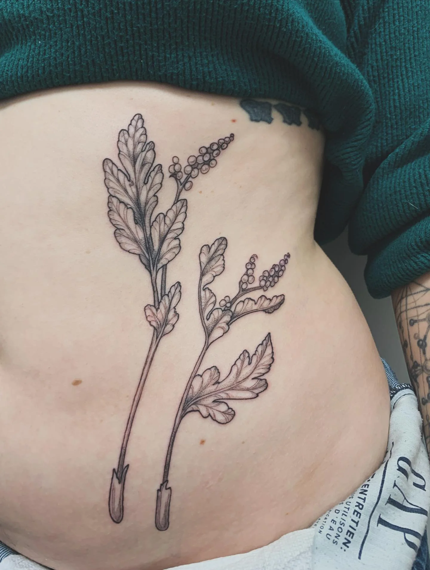 &bull; GUESS THIS PLANT &bull; 
the lucky winner will recieve some unedited puppy footage of our beloved husky teaching her children to be complete nuisances. 

&bull;

#BotanicalTattoo #BellyTattoo #PlantTattoo #PlantTattoos #NatureTattoo #NatureTat