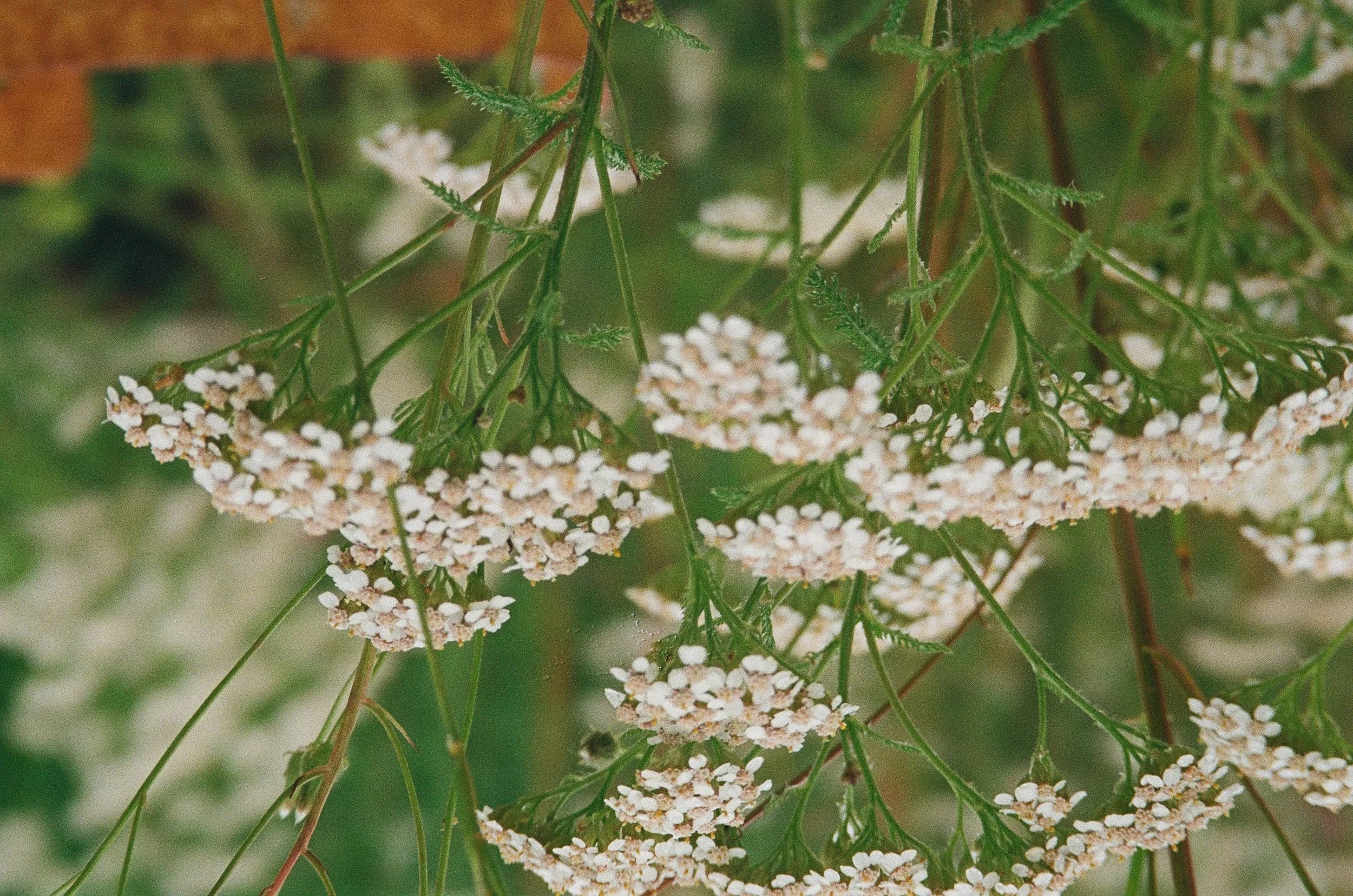 HERBS FOR IMMUNE RESILIENCE