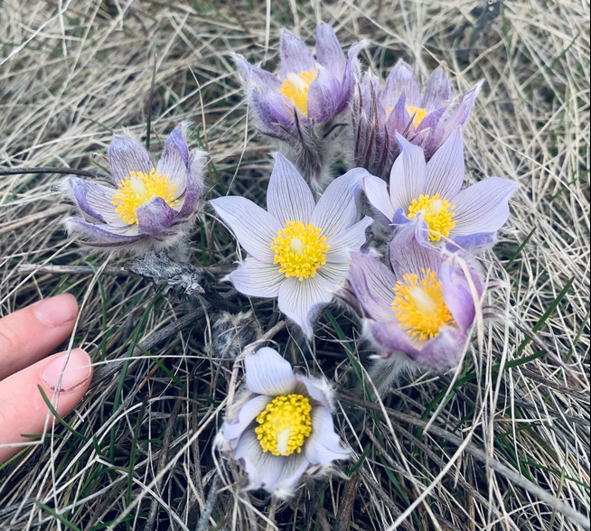 PRAIRIE CROCUS