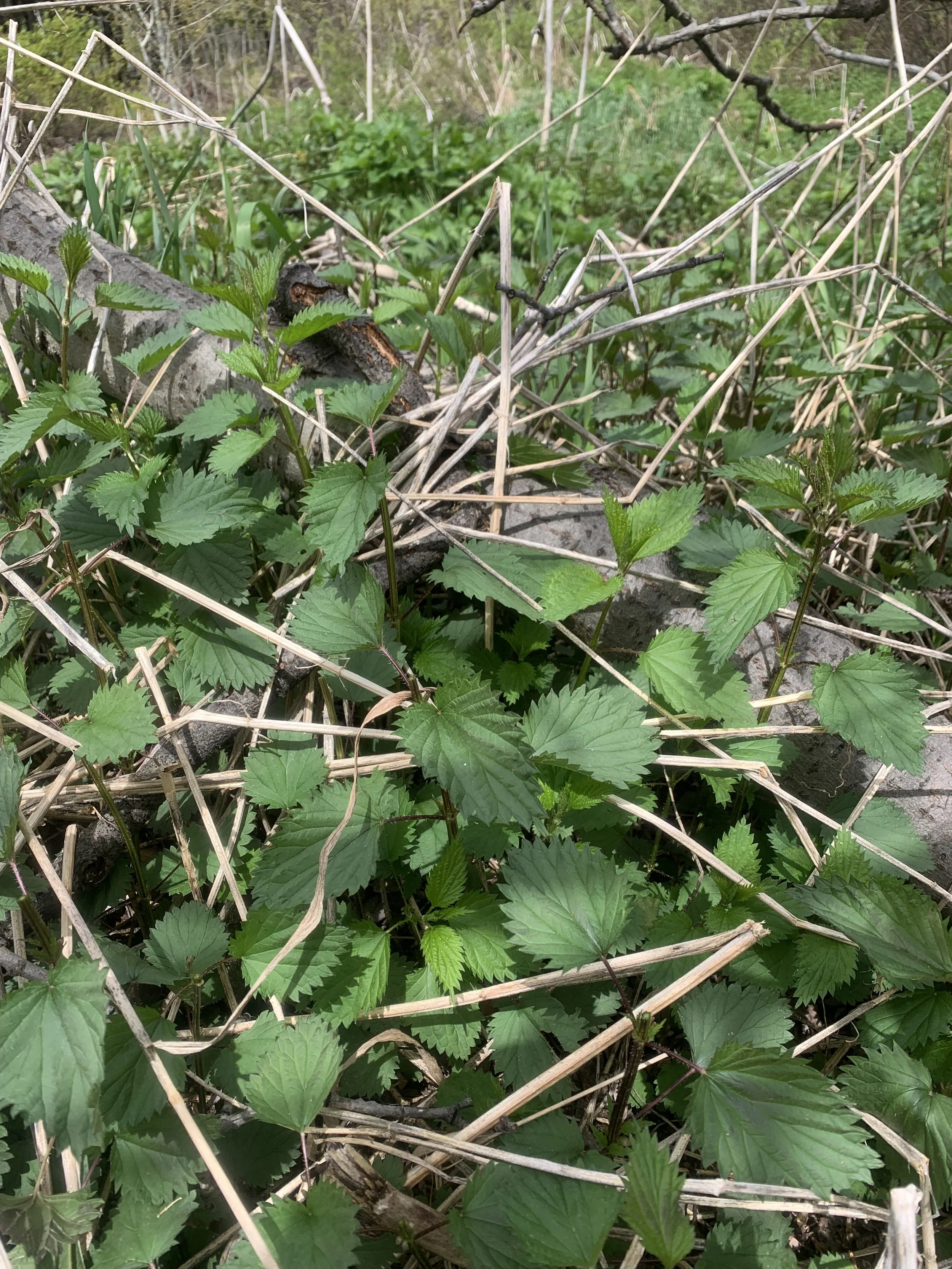 STINGING NETTLE