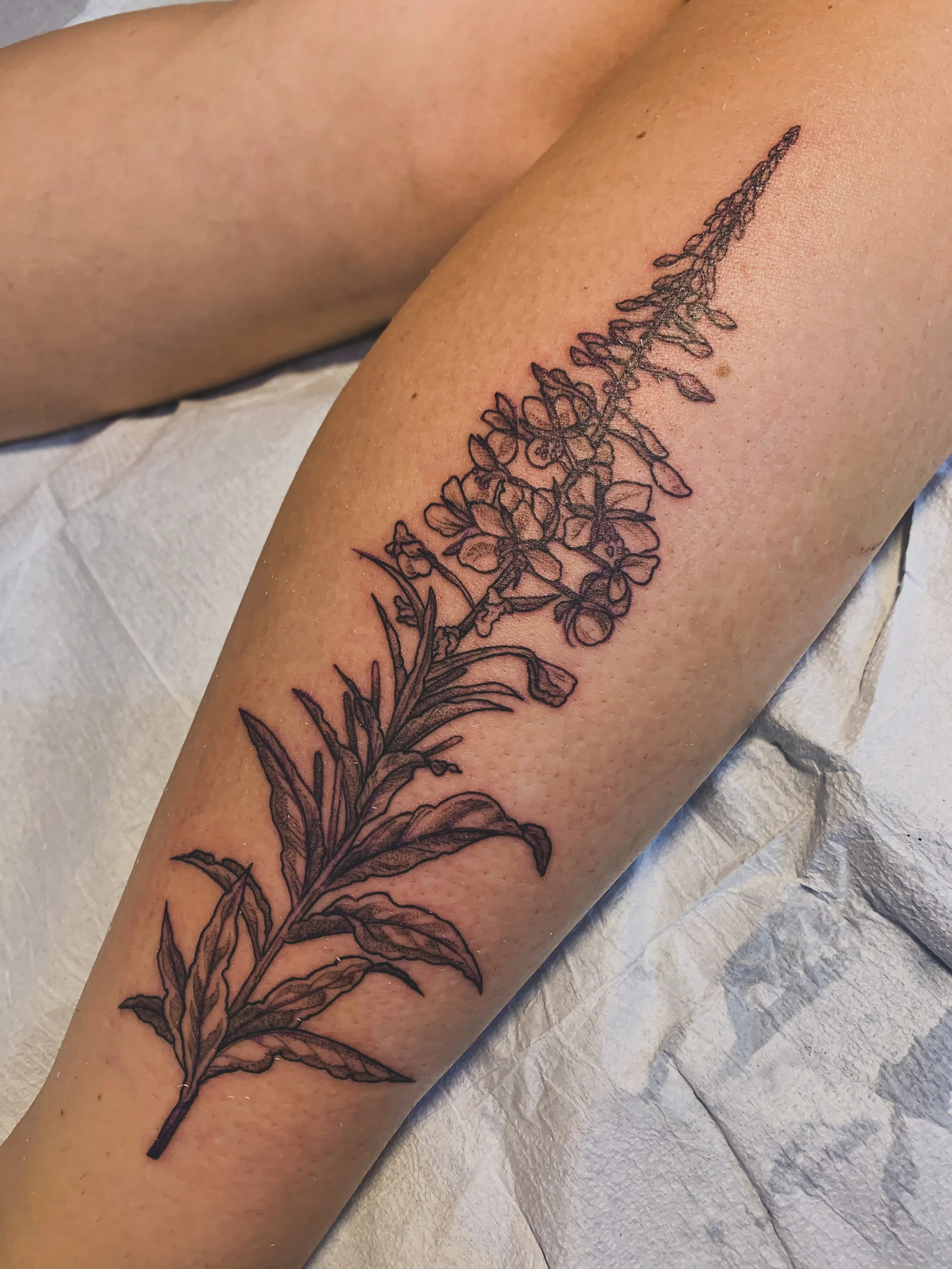 🌸 f i r e w e e d 🌸

it&rsquo;s in bloom here and it&rsquo;s such a blessing and a balm. 
booking august if you wish 

#YYCTattoo #CalgaryTattoo #AlbertaTattoo #FireweedTattoo #Qttr