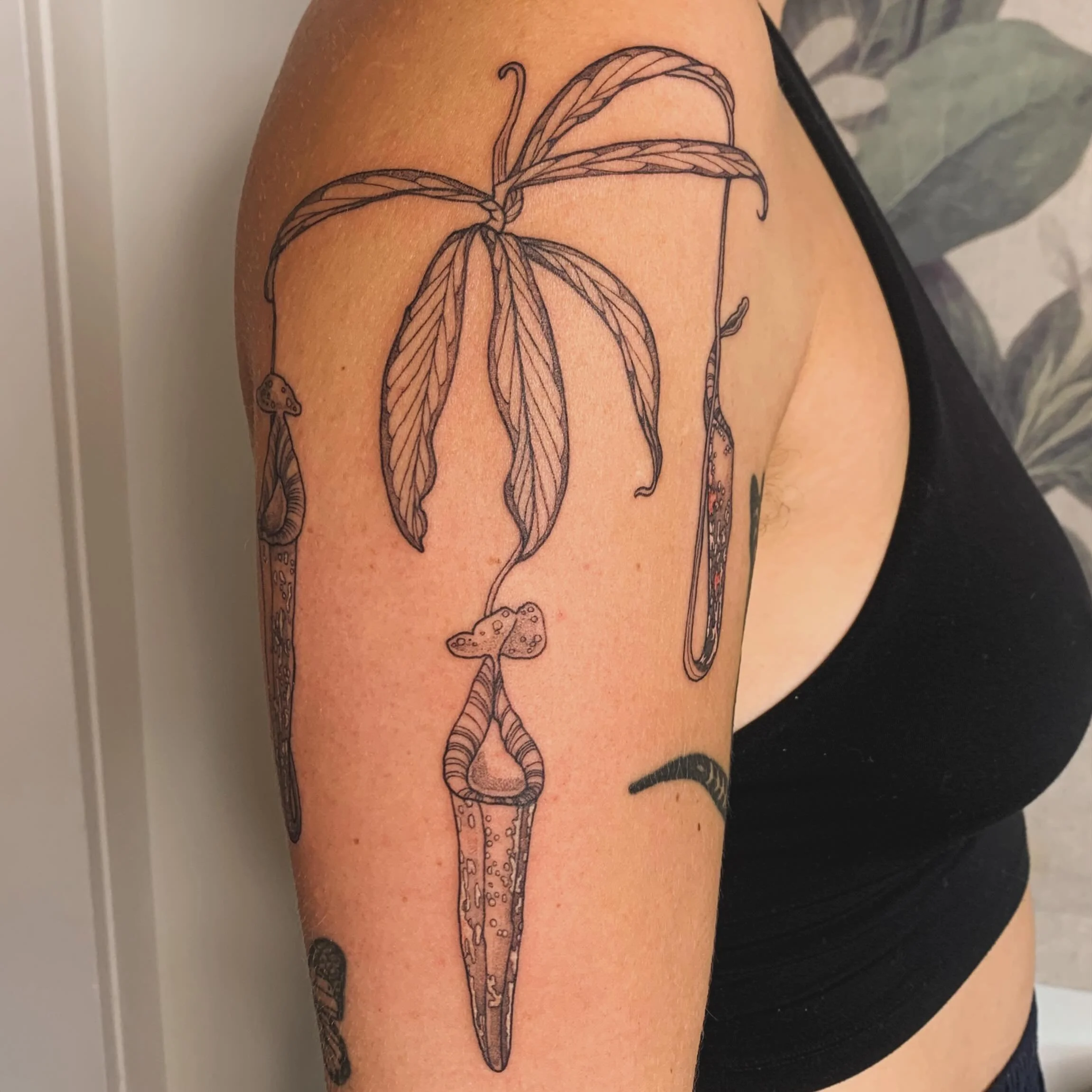 🥤pitcher plant from the archives 🥤

booking July &amp; August in YYC - come fiiinddd meee

#YYCtattoo #CalgaryTattoo #AlbertaTattoo #BotanicalTattoo #qttr