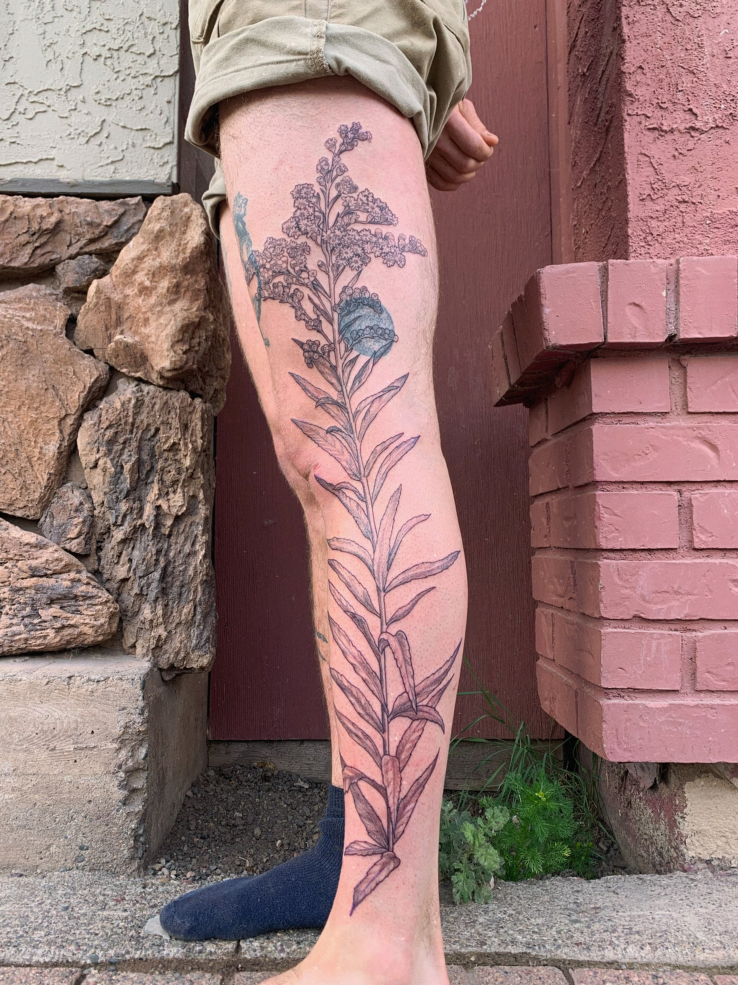 golden rod, three ways 🌾

when working a plant body over anatomy, I consider how we evolved to be in relation to our bodies, the earth, the plants and their chemicals. as food and as medicine, plants speak to our chemical receptors, our pattern reco