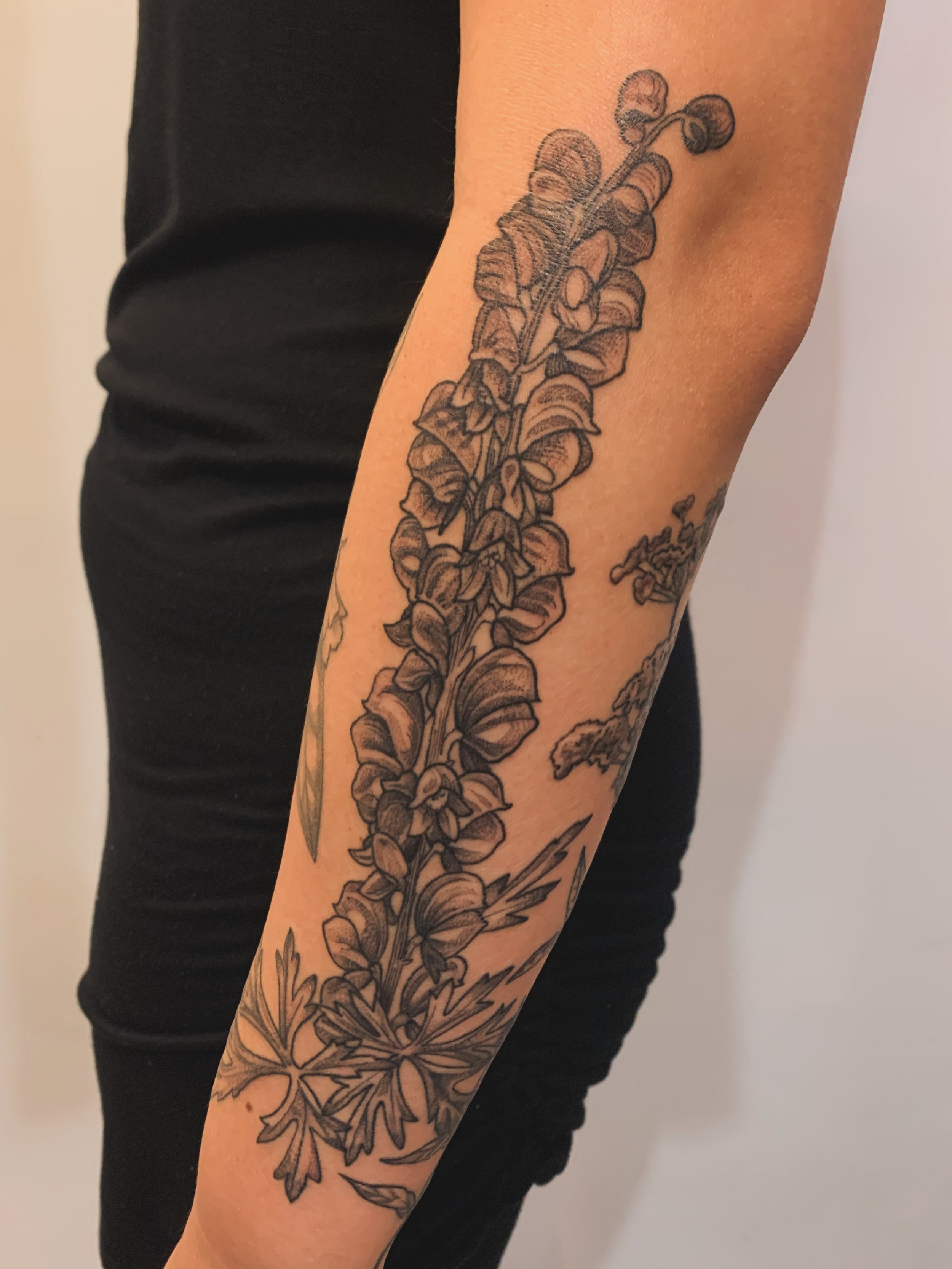 🌞 growing a poison garden🌞

for the madness and joy of it. 

#YYCtattoos #CalgaryTattoo #AlbertaTattoo #BotanicalTattoo #Qttr