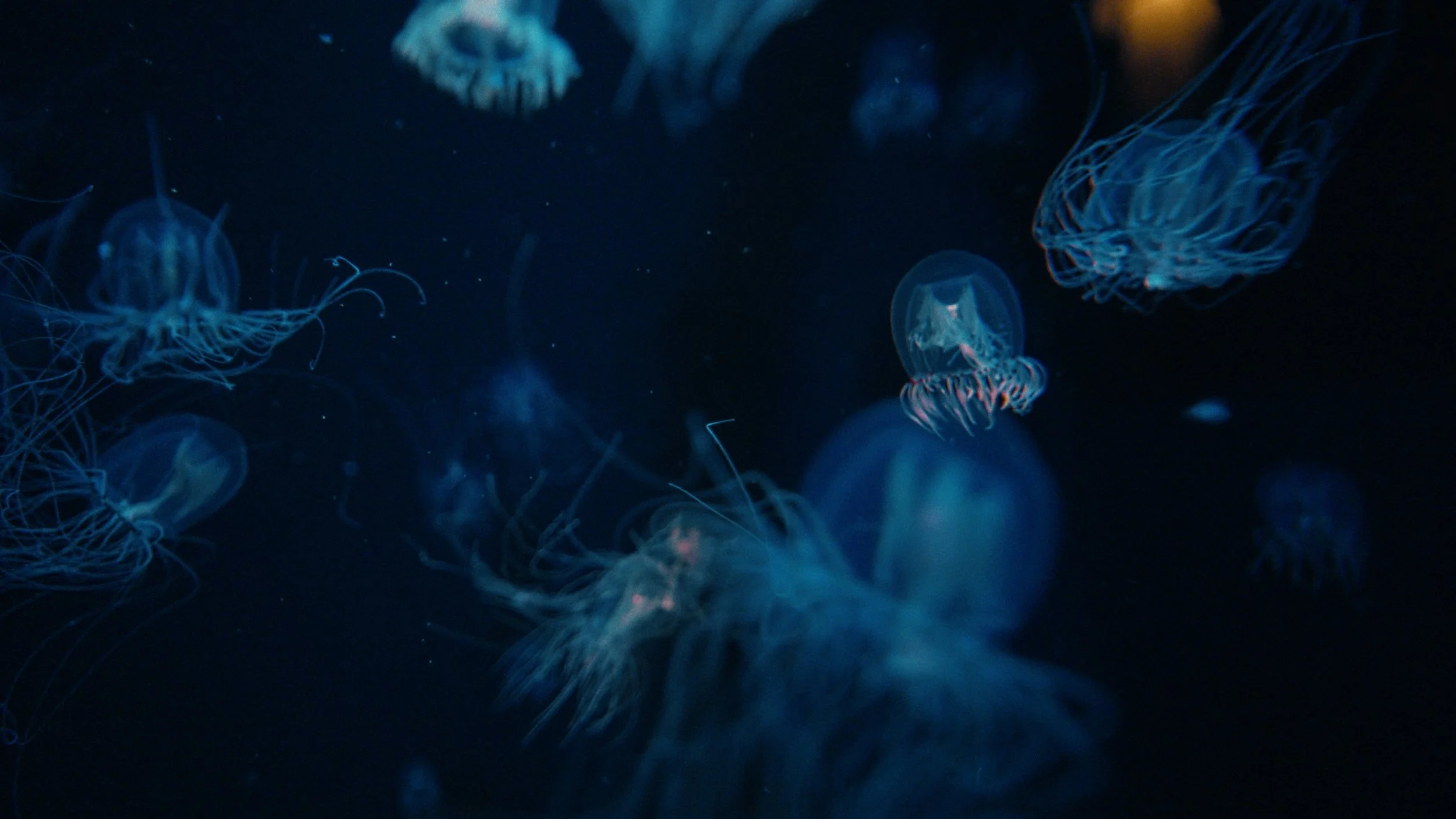 00_Triathalon_Salt_MV_DD_v02 Colorr.mov_1.1.5.jpeg