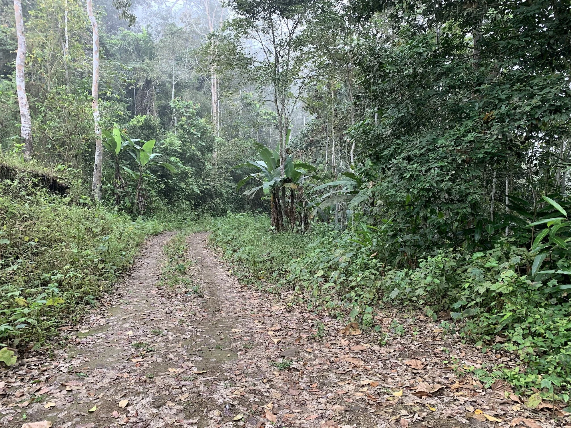 Ewan and Charley Visit One of the Most Threatened Rainforests in the World
