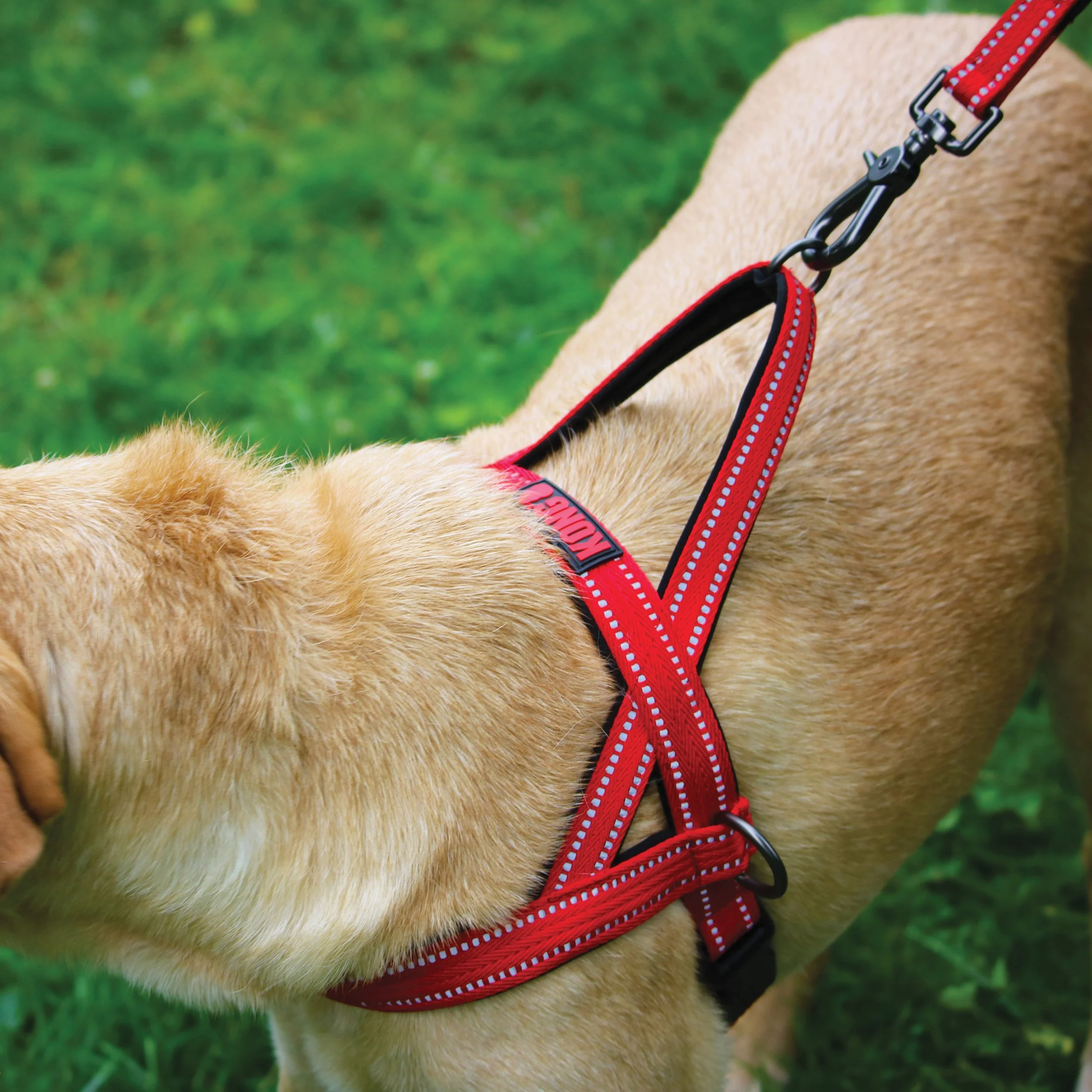 Norweigian on dog.jpg