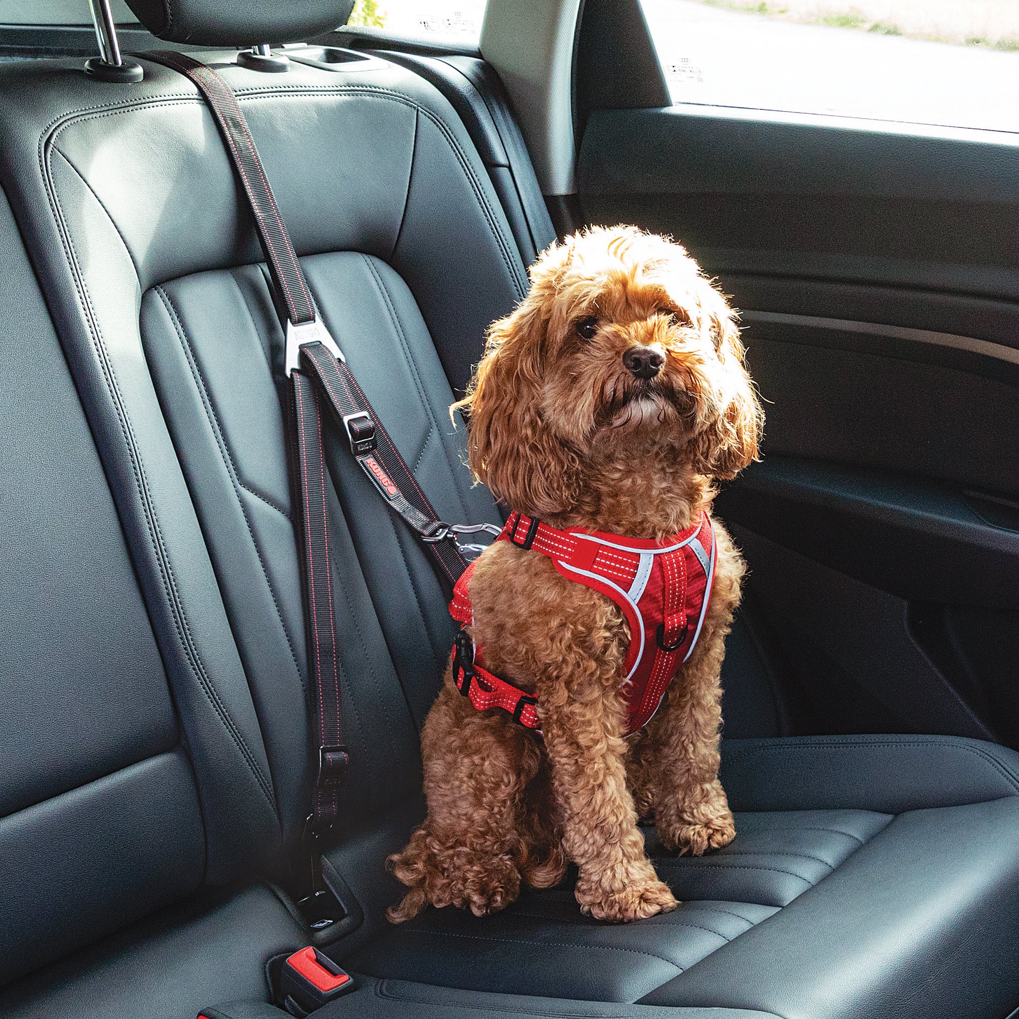 A small brown curly-haired dog wearing a red harness sitting on the back seat of a car, secured with a seat belt.