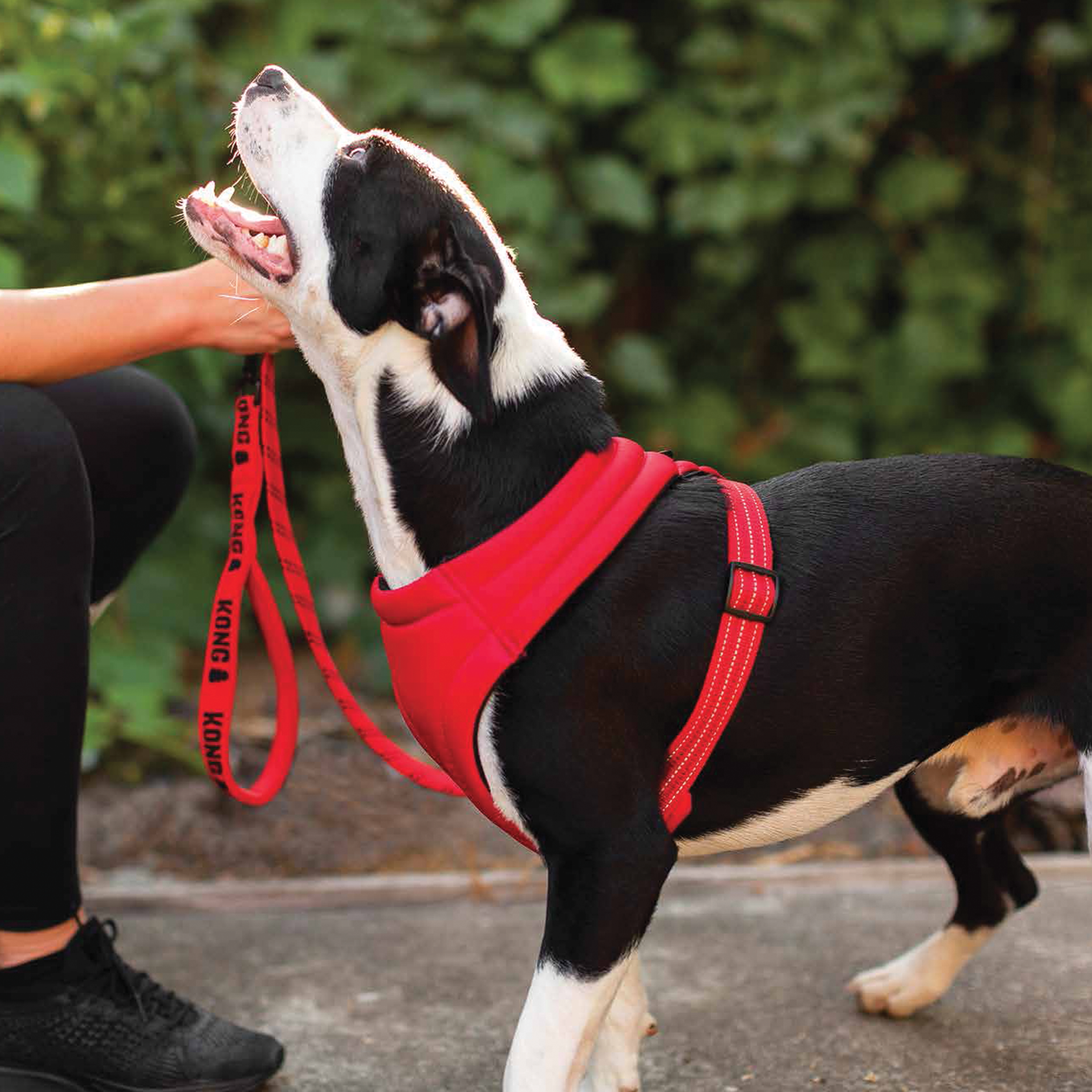 RD Side Red Dog.png