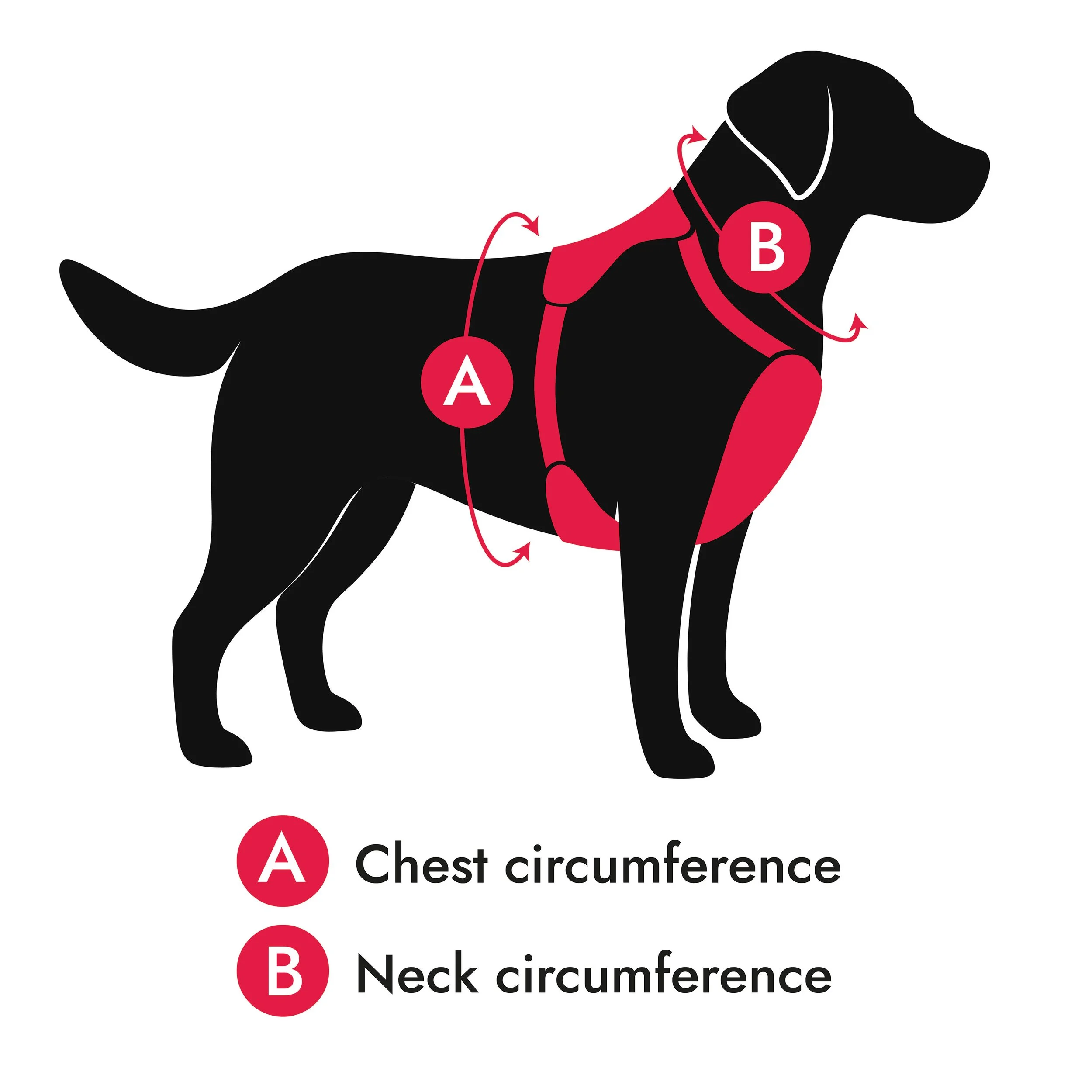 Harness Measurements.jpg