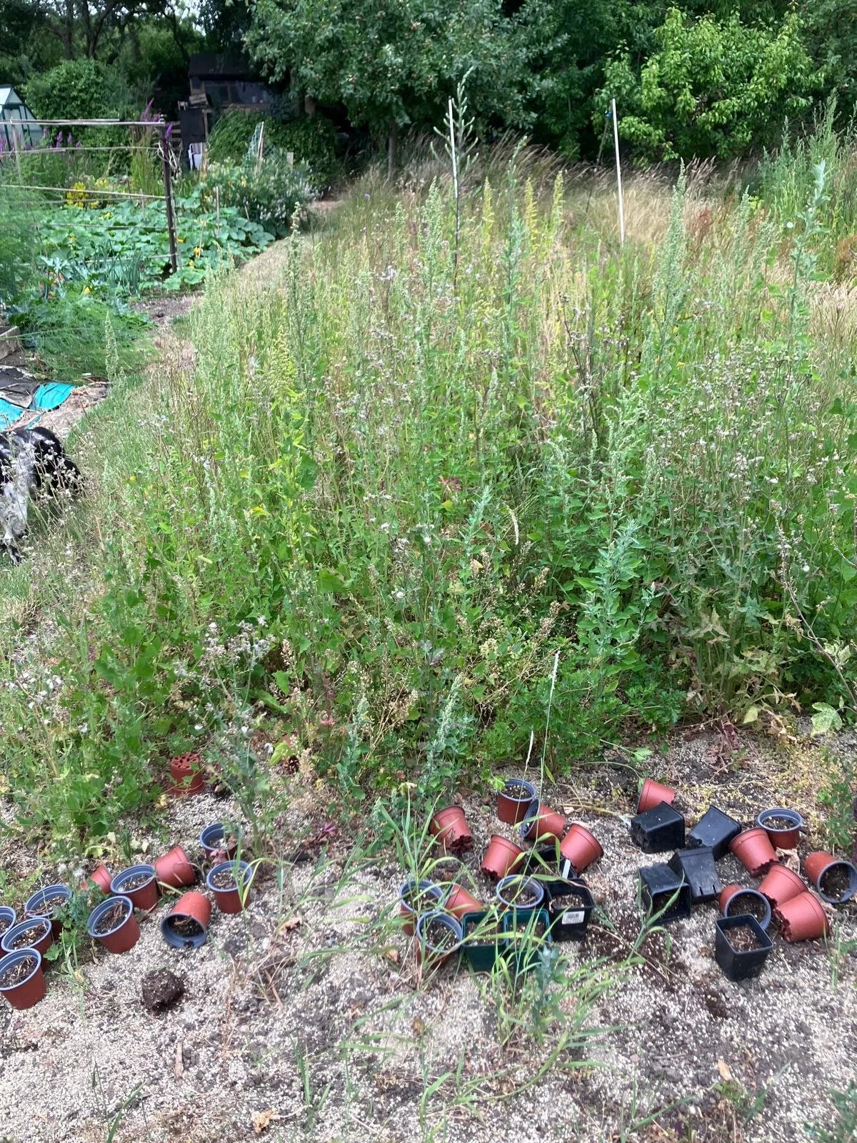 IMG-20250811-WA0008 (2).jpg