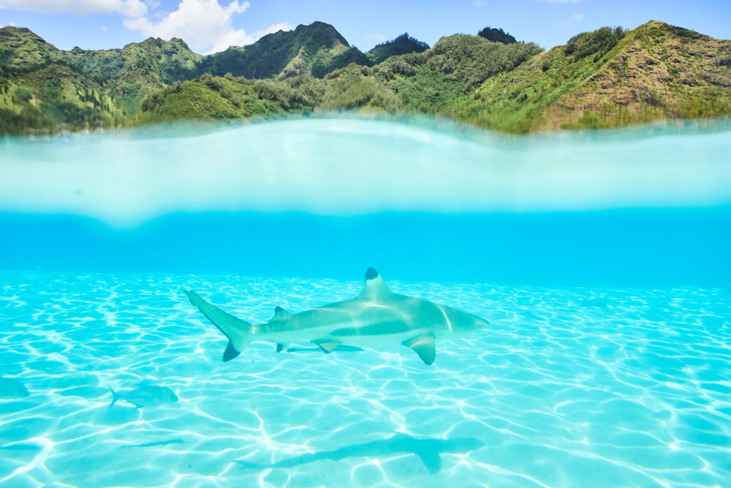 adventure-shark-water-photographer-tahiti.jpg