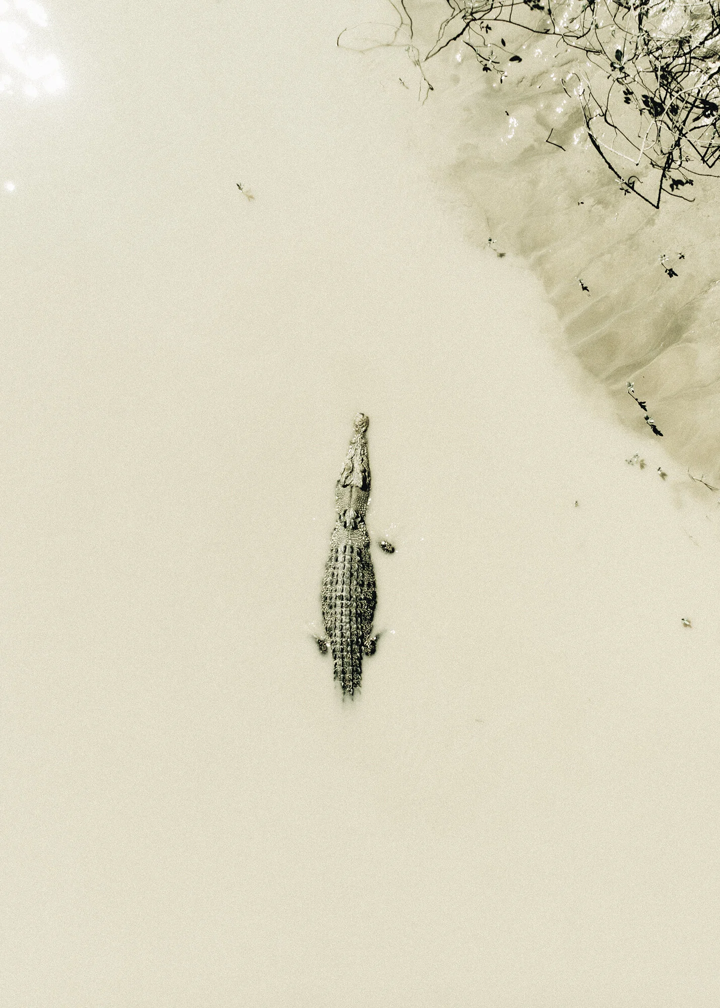 saltwater-crocodile-outdoor-photographer-jeff-levingston.jpg