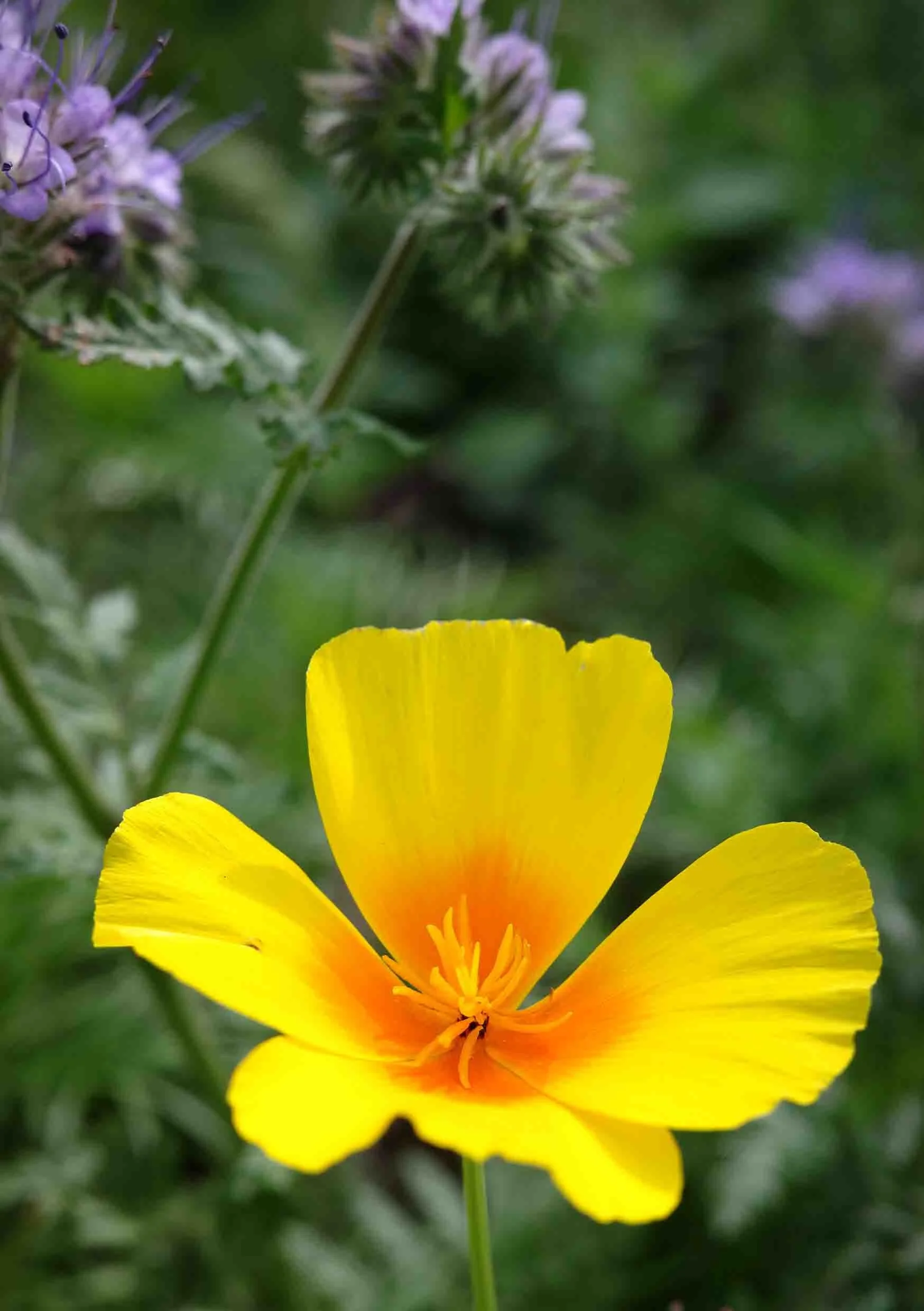 Shona_Coyne_ Flowers_19.jpg