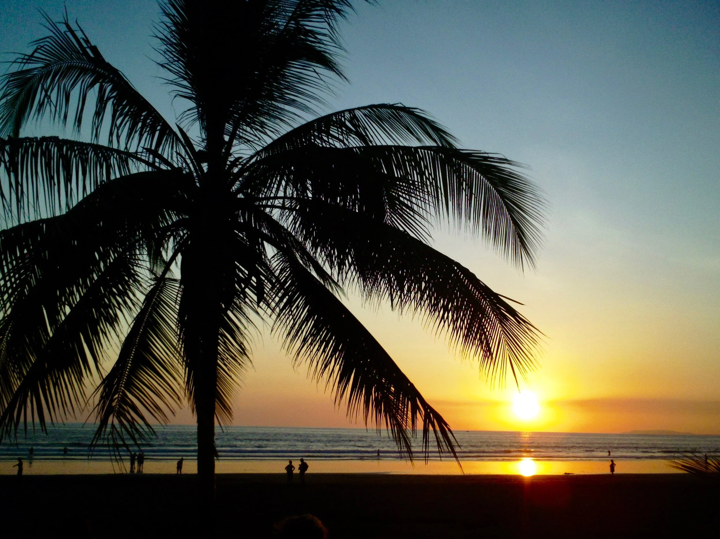 Silhouette of a palm tree on a beach with a sunset in the background, people walking along the shoreline.