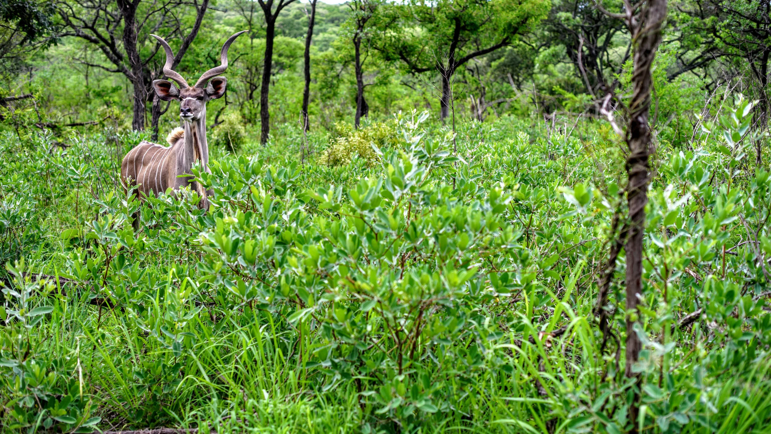 A kudu standing among lush green bushes in a forested area.
