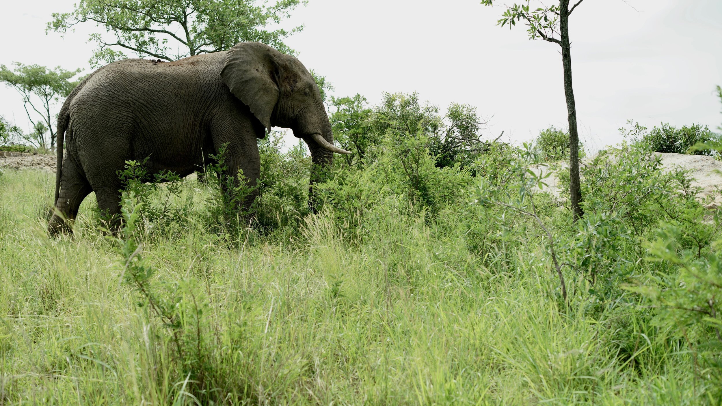 Elephant walking through grassy landscape with trees and bushes