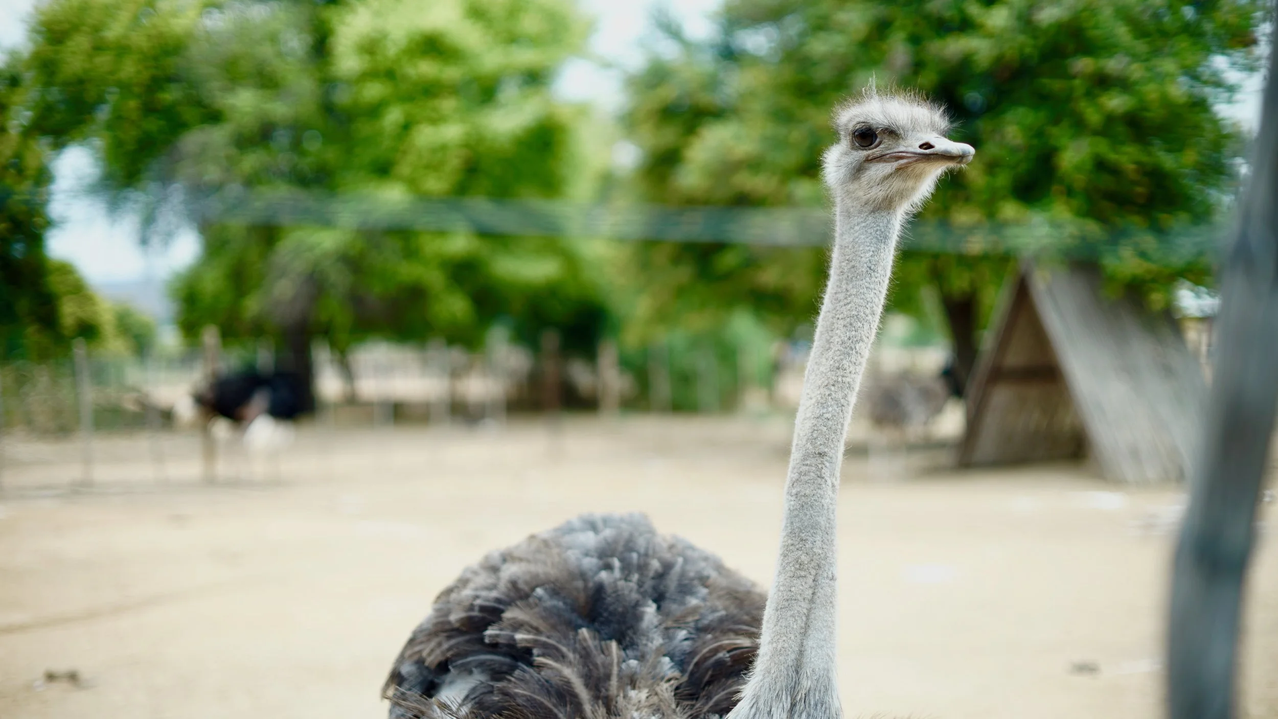 Close-up of an ostrich in a zoo with trees in the background.