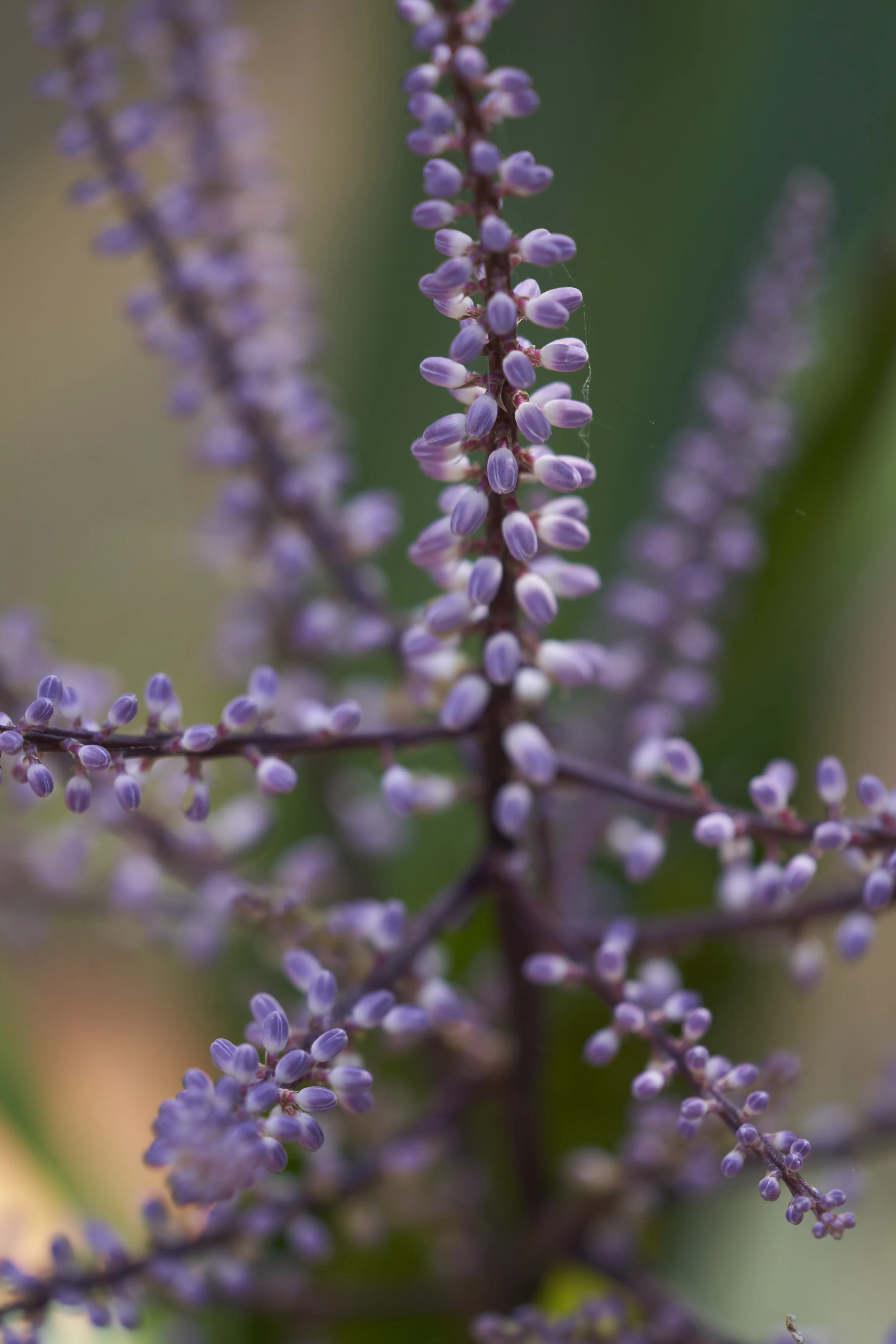 _DSC9368_x.jpg