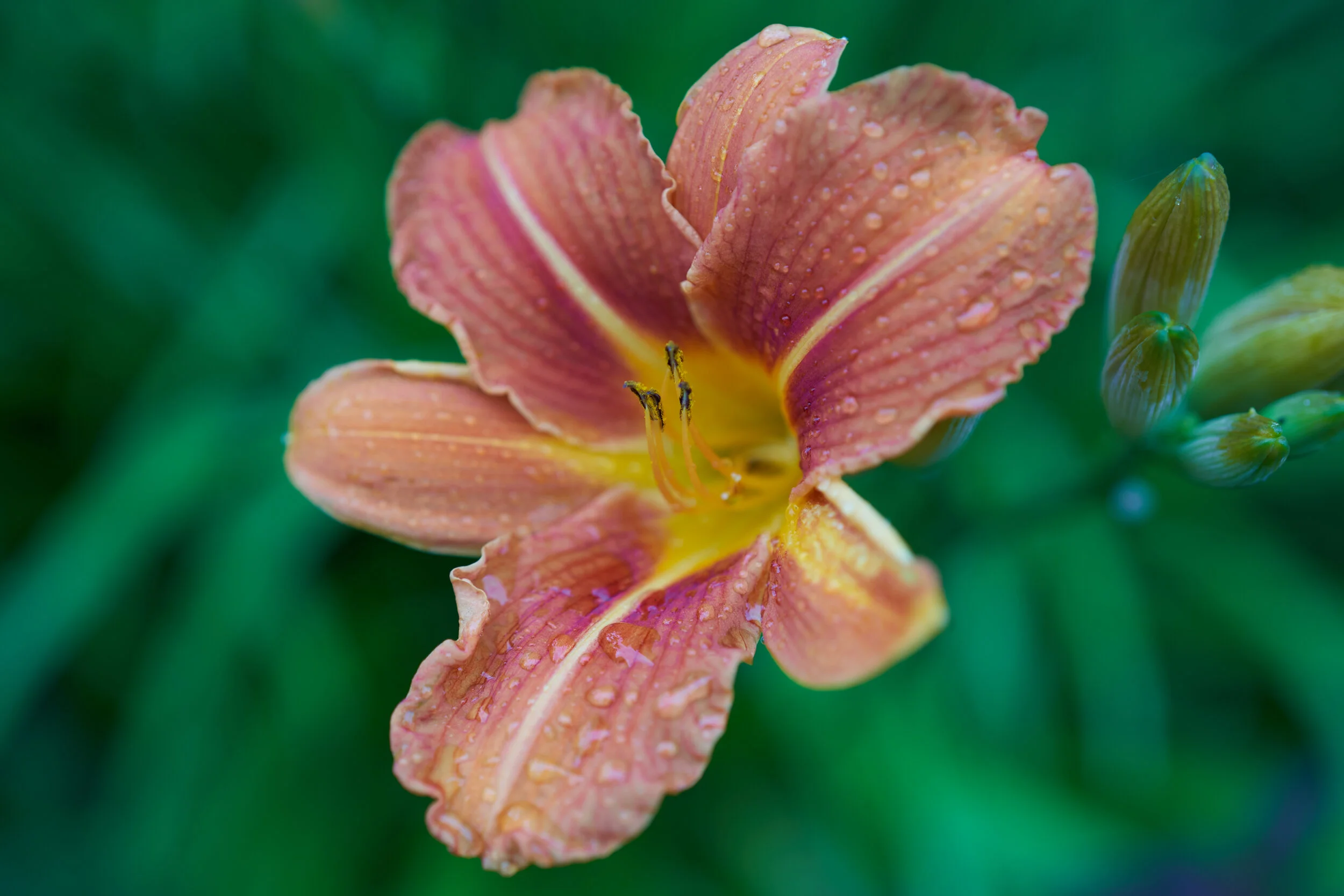 _DSC4556.jpg