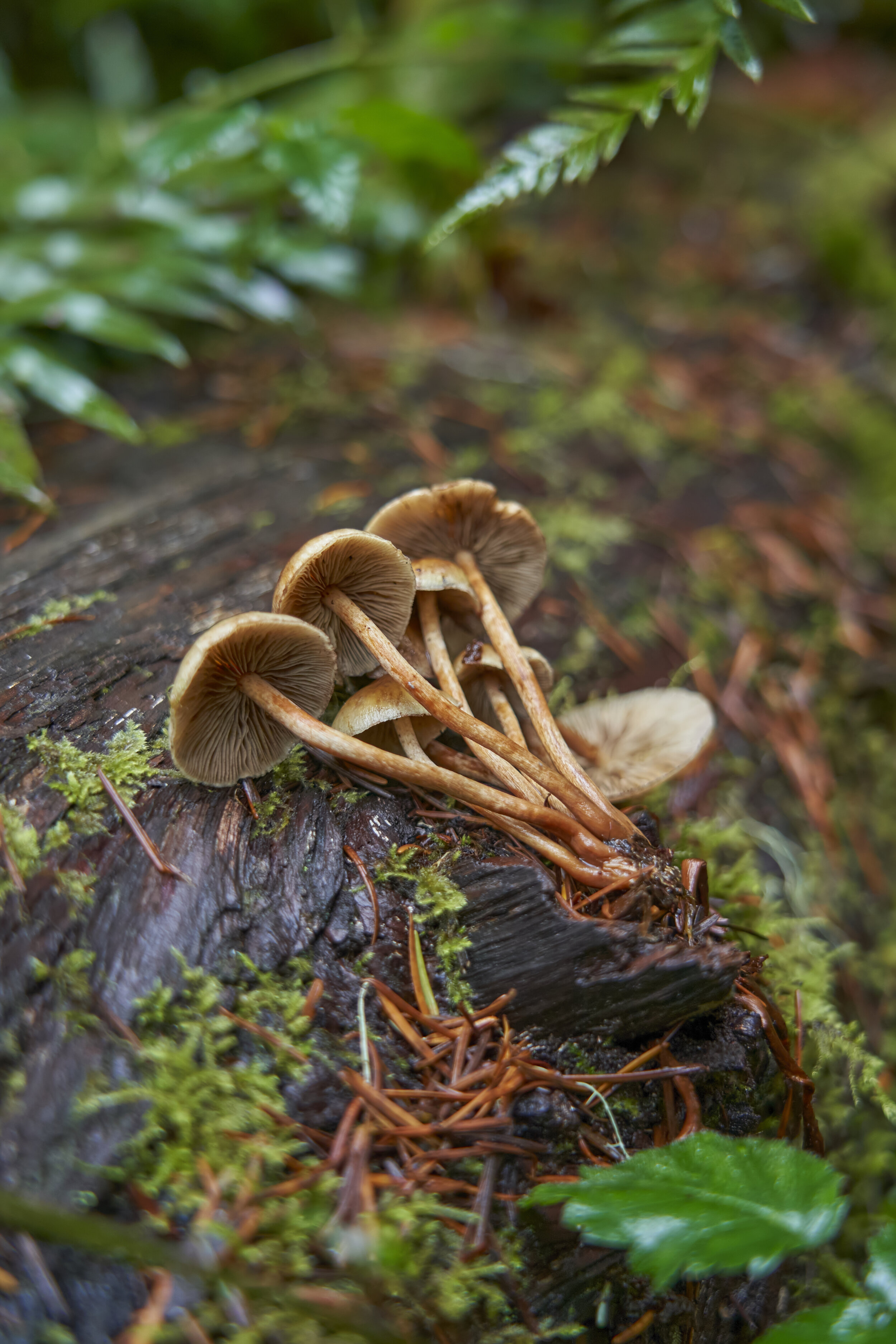 DSC03235X.jpg