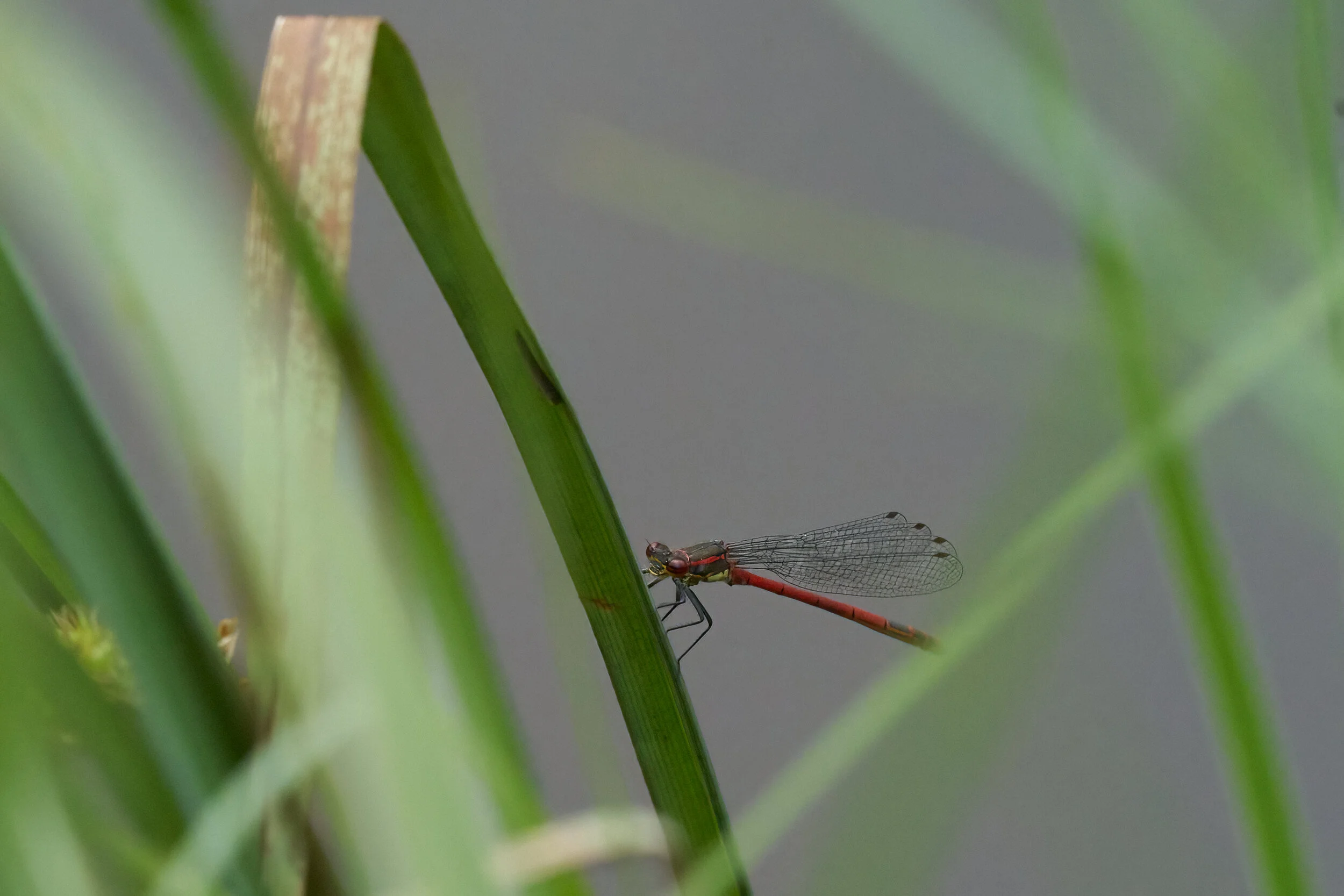 DSC03761.jpg