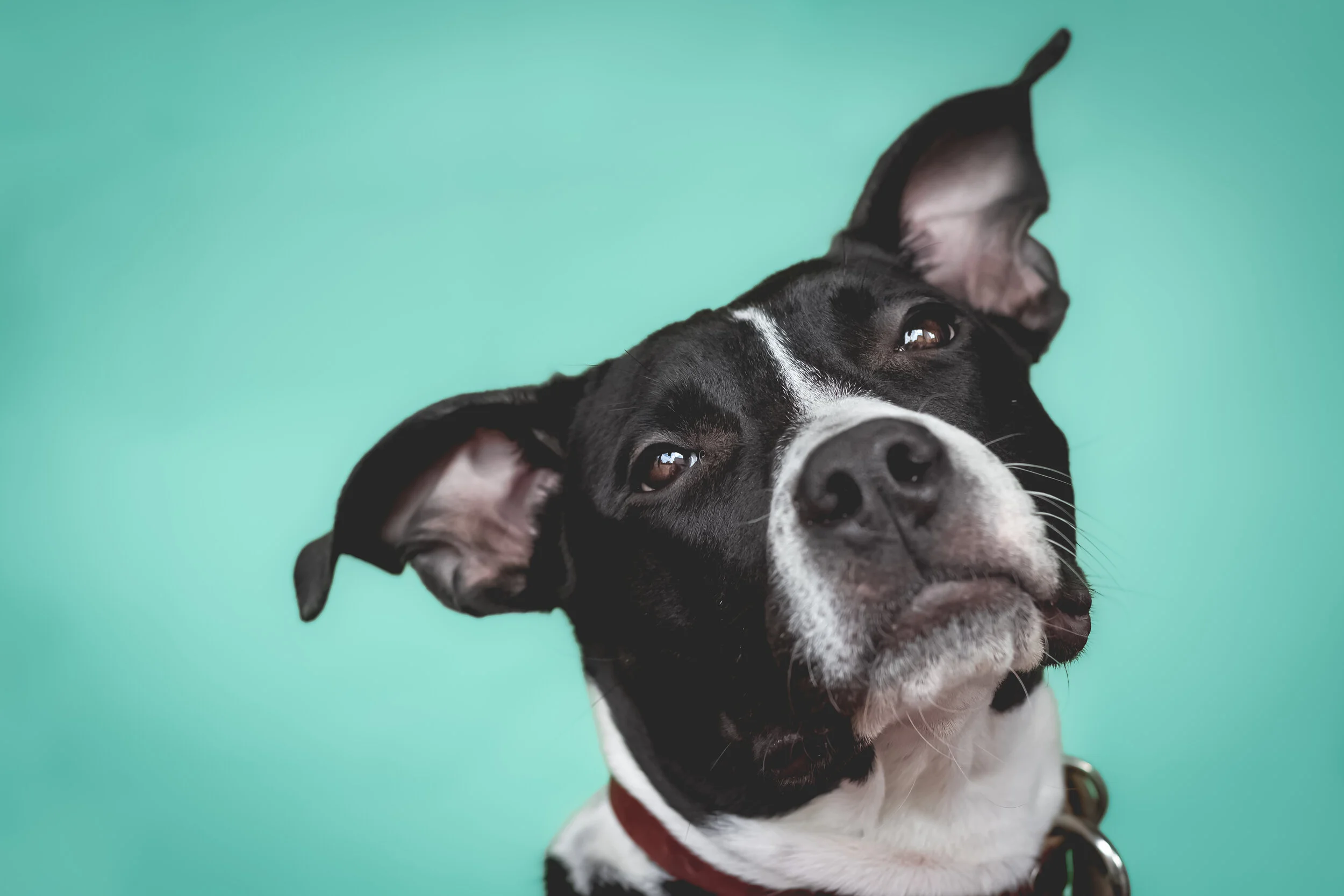 Dog Day Camp