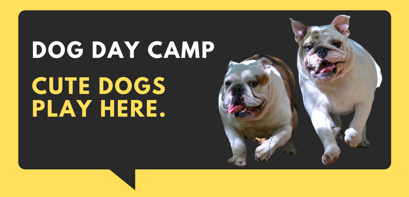 Dog Day Camp — Bark Orlando