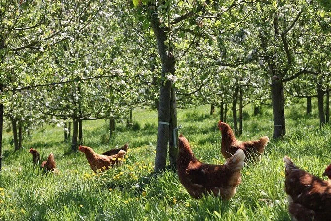 From farm to plate! These are @streamfarm hens roaming in the organic apple orchard. Their manure helps fertilise the soil as they forage for bugs and insects under the shade of the apple trees. 

Swipe to see how their eggs make a flipping good brea